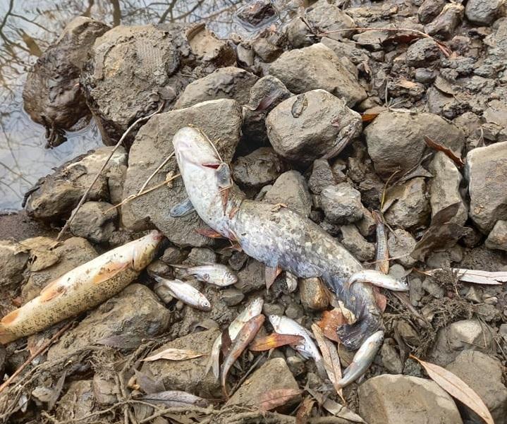 Yeşilırmak’ta balıklar kıyıya vurdu