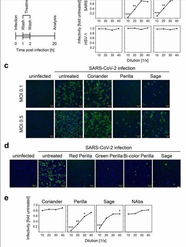 Ada çayının Covid-19a karşı etkinliği Almanyada kanıtlandı
