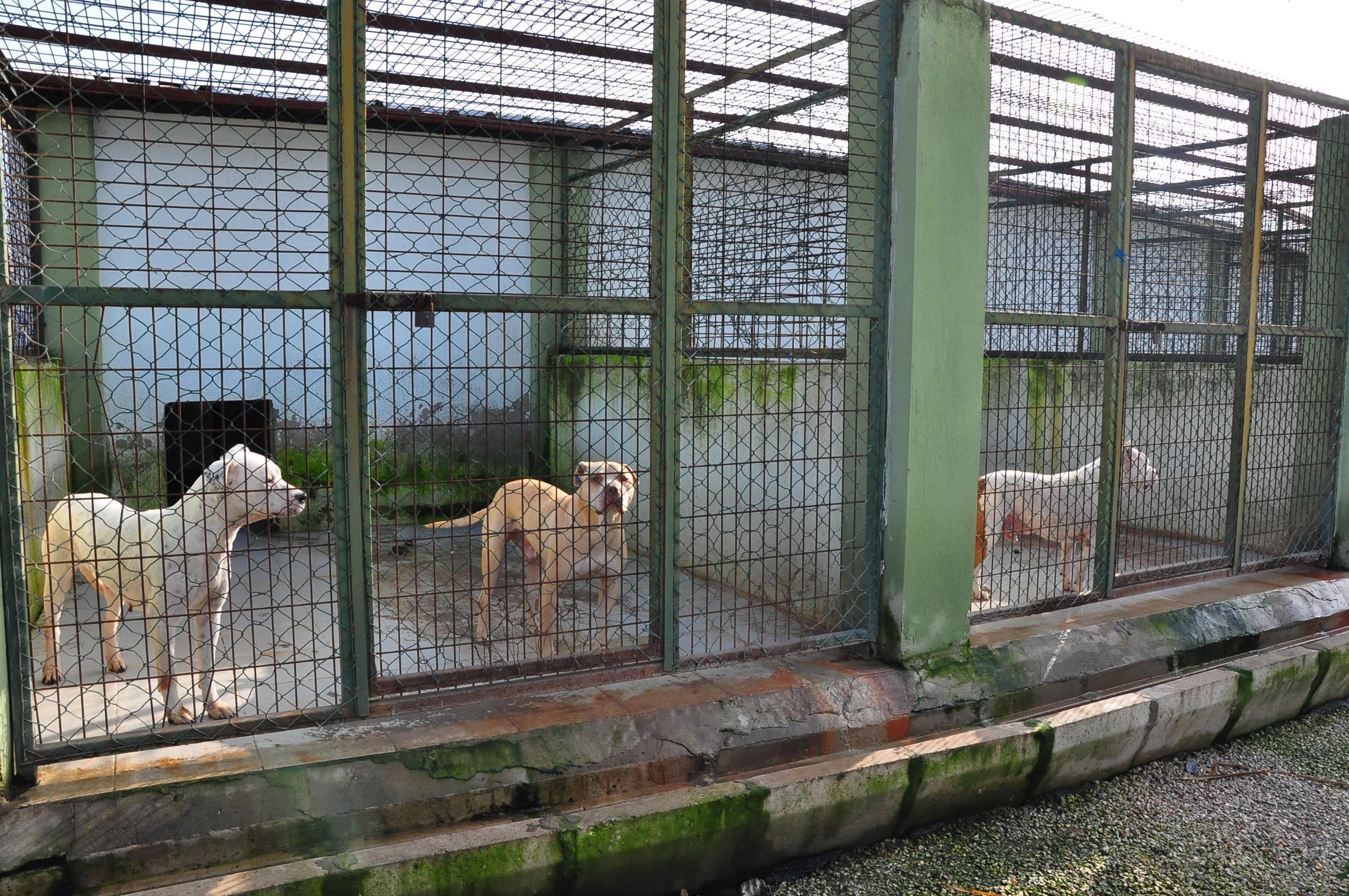 Sahiplerinin silah olarak kullandığı Pitbulllar, ölesiye kadar kafeste tutuluyor