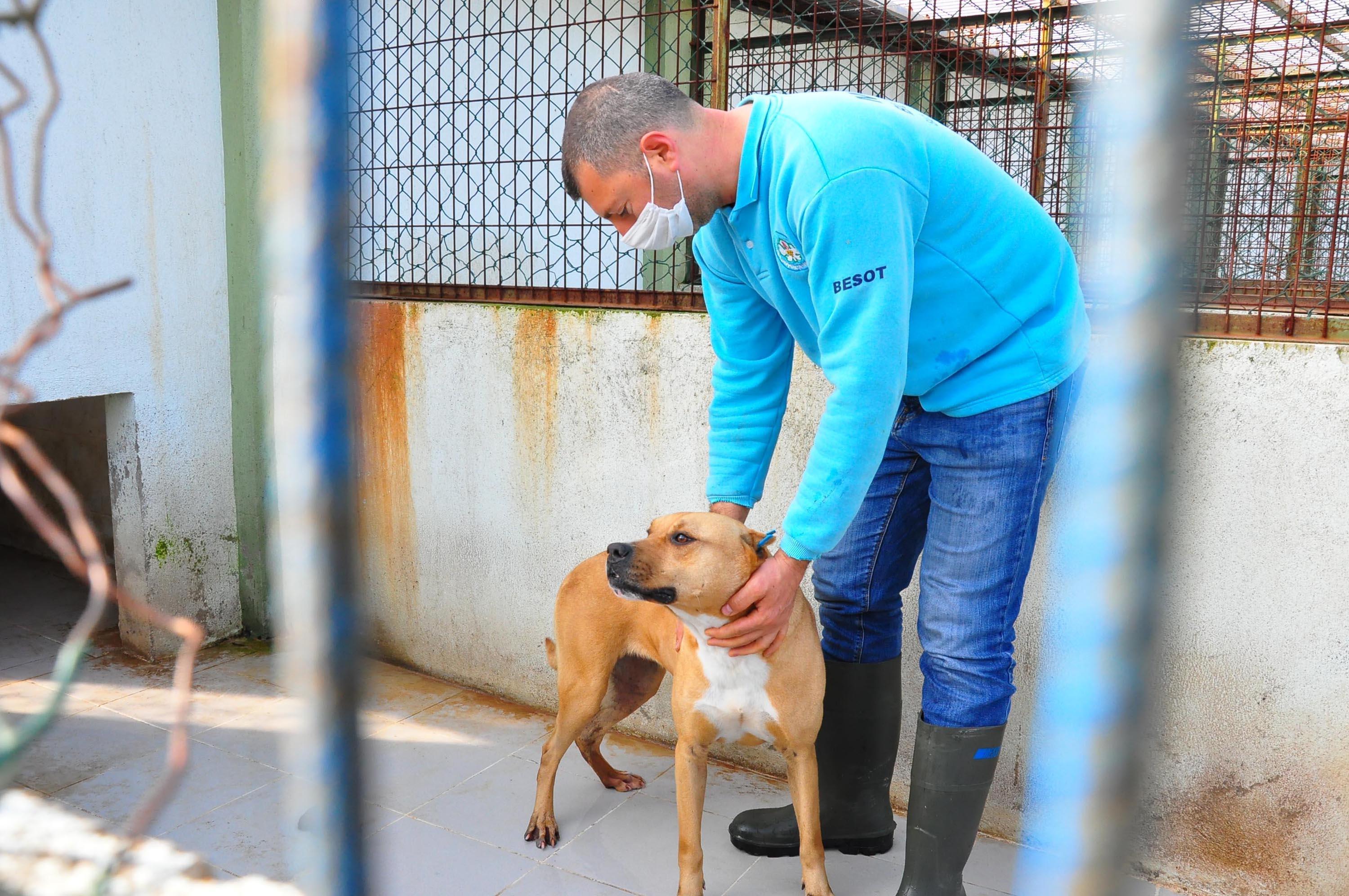 Sahiplerinin silah olarak kullandığı Pitbulllar, ölesiye kadar kafeste tutuluyor