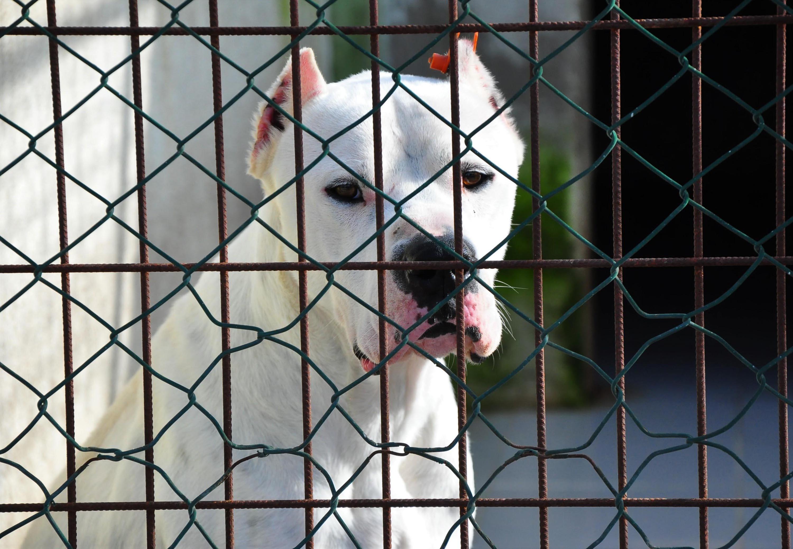 Sahiplerinin silah olarak kullandığı Pitbulllar, ölesiye kadar kafeste tutuluyor