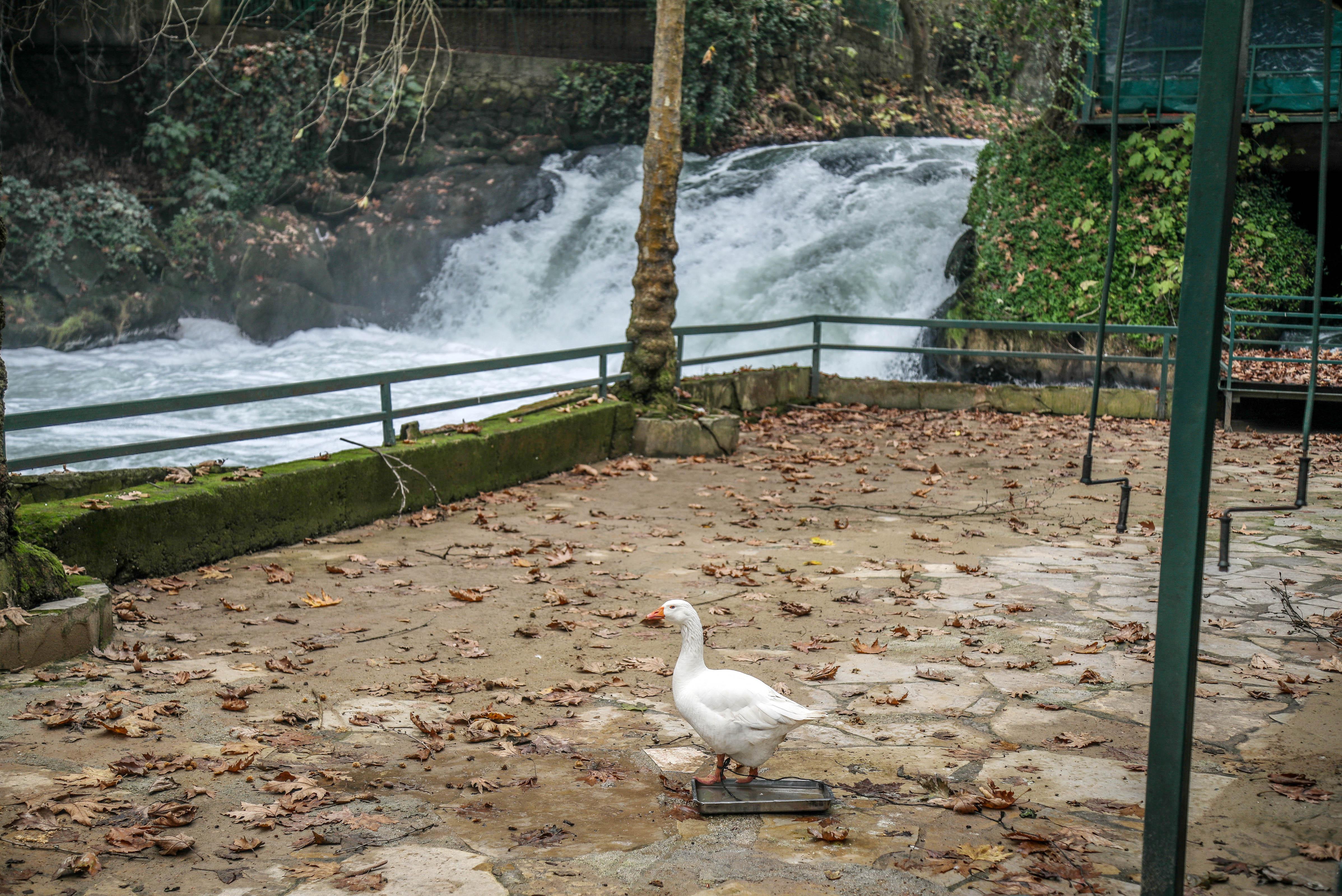 Düden suyu köpürdü, pis koku tepkiye neden oldu