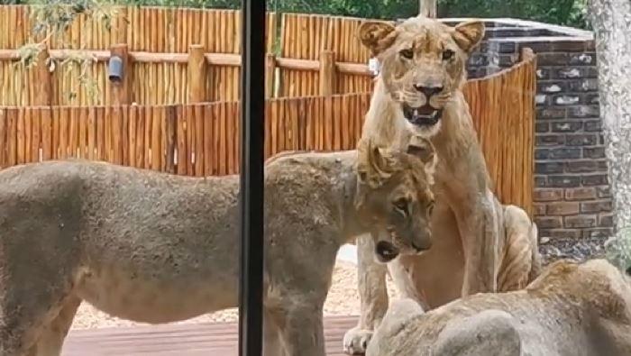 Güney Afrika’da evini aslanlar basan çift zor anlar yaşadı