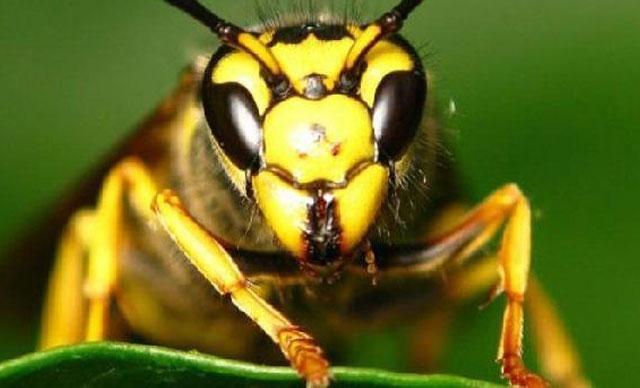 Fındığı tehdit eden kahverengi kokarca böceğini, samuray arı yok edecek
