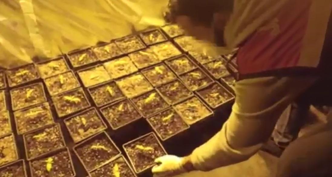 Avcılarda uyuşturucu serasına dönüştürülen terasa baskın kamerada