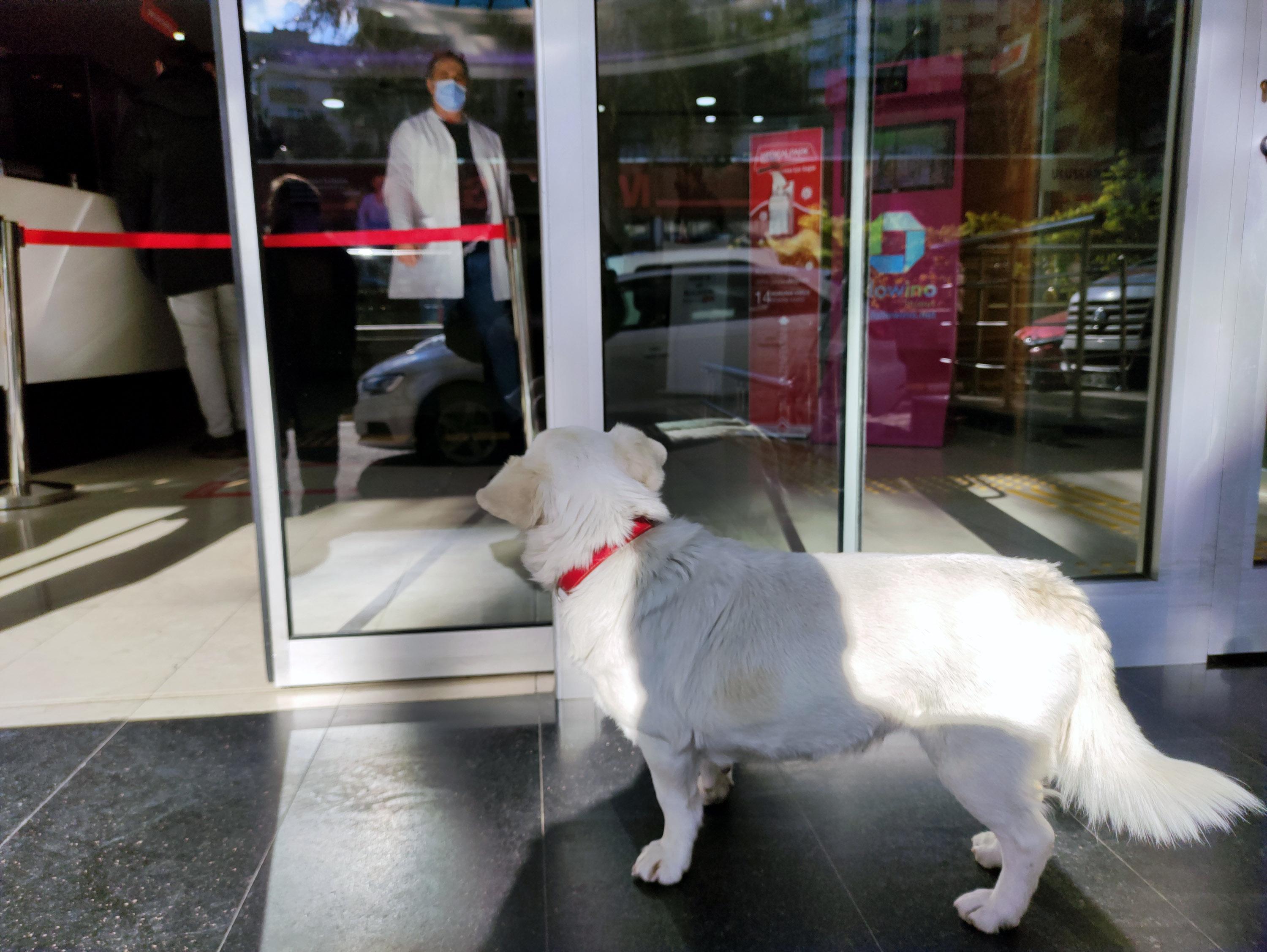 Sahibi tedavi gören köpek, 5 gündür hastane kapısında bekliyor
