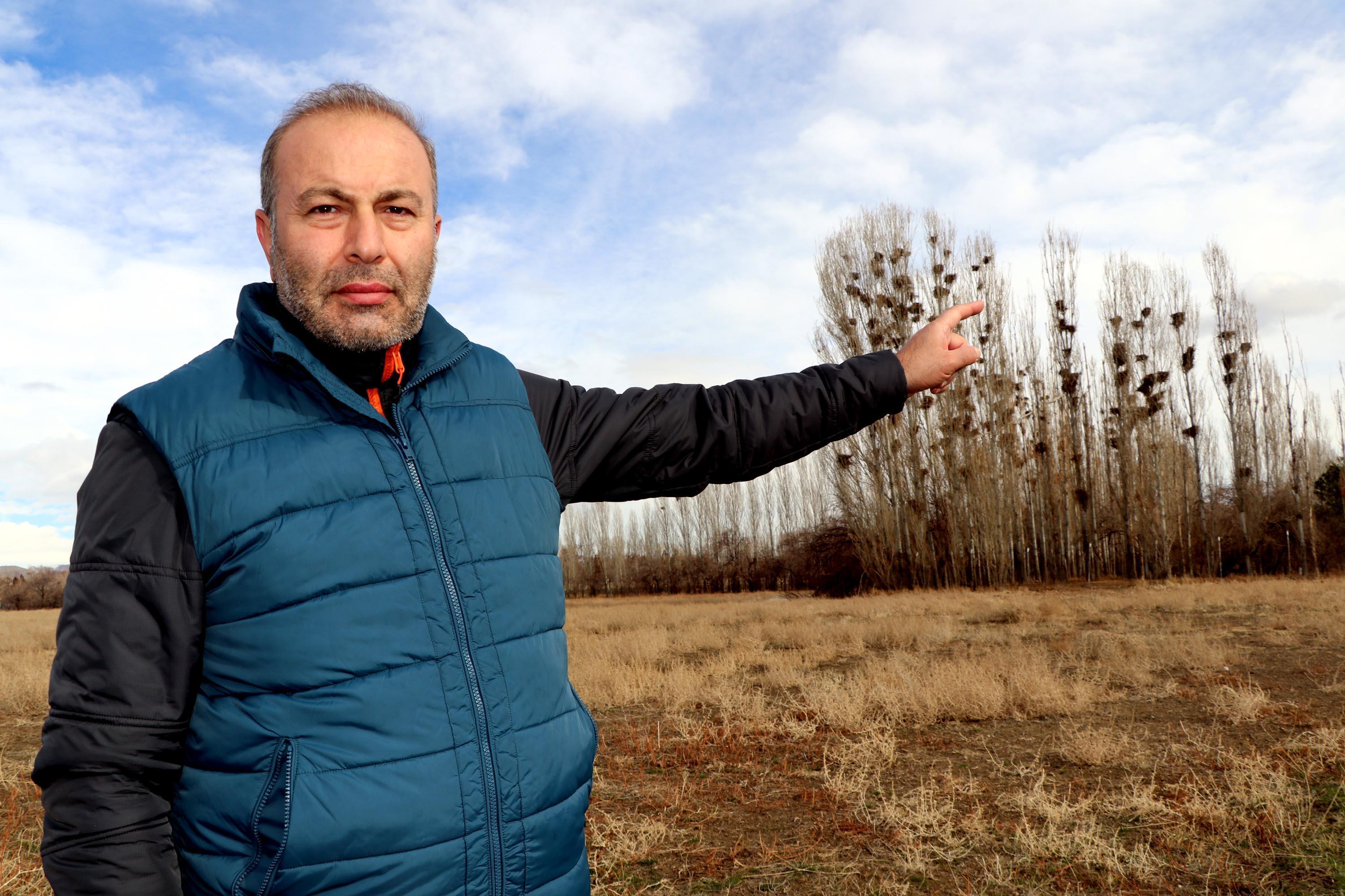 Profesörden karga istilası açıklaması: Güvenlik için kavak ağacına gelirler