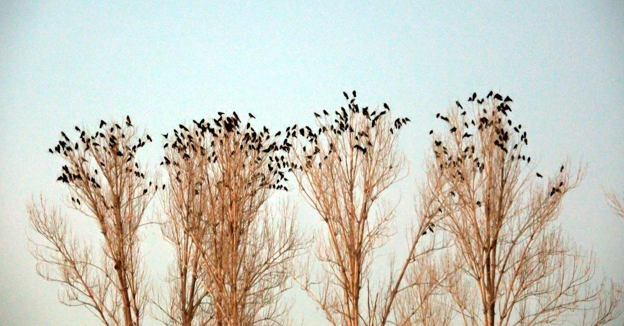 Profesörden karga istilası açıklaması: Güvenlik için kavak ağacına gelirler