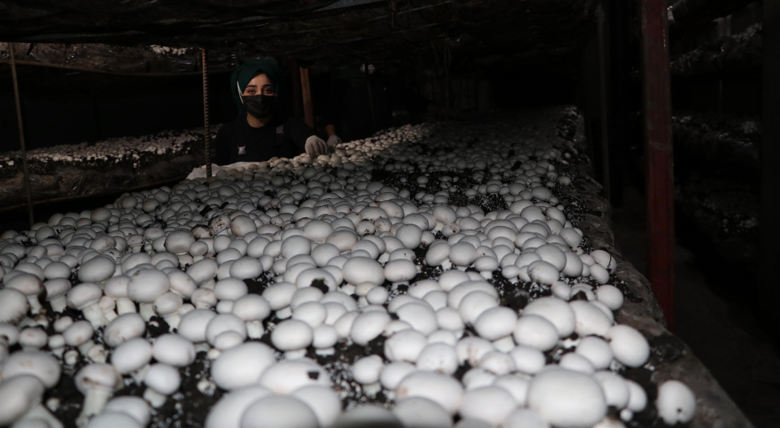 Doğu Anadolunun en büyük tesisinde aylık 20 ton mantar üretiyorlar