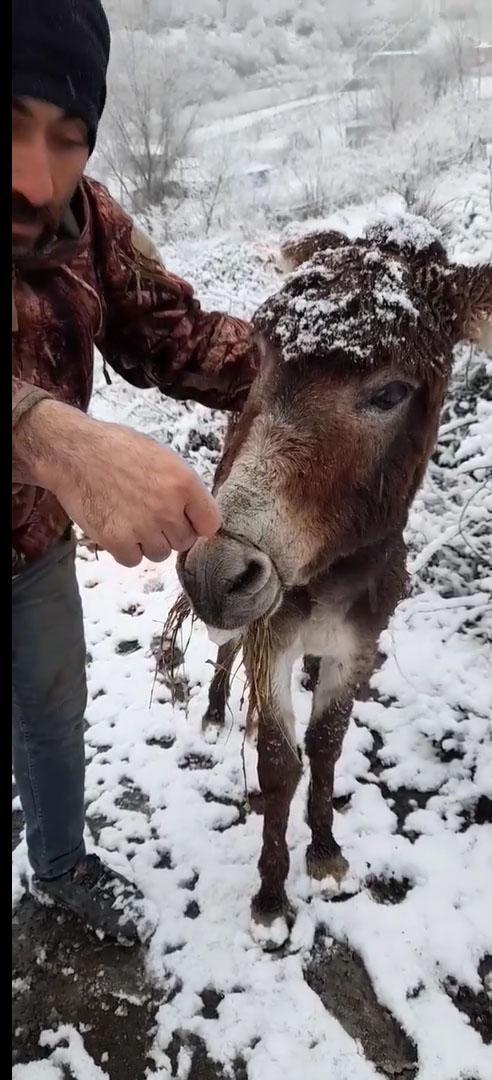 Ağzı çelik tel ile bağlı eşek kurtarıldı