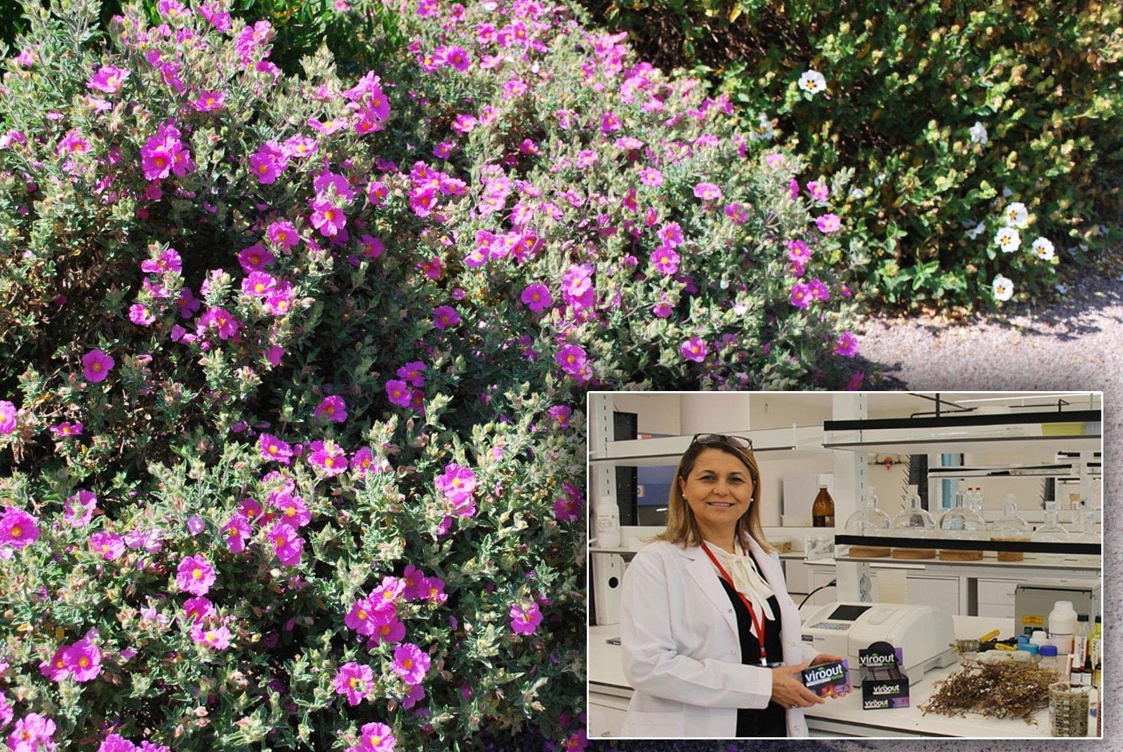 Konya Gıda ve Tarım Üniversitesinden yerli pastil