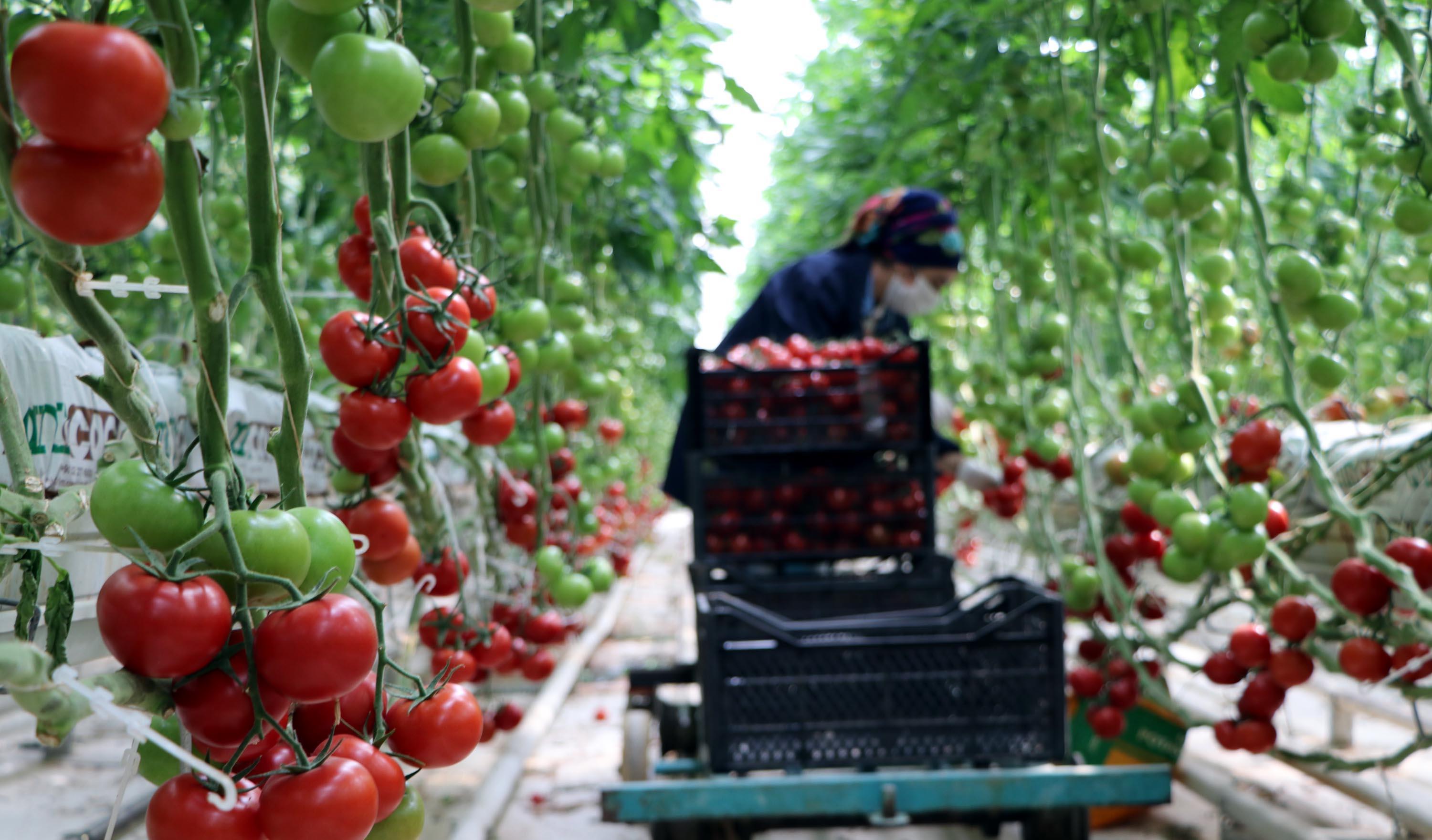 Hava sıcaklığının eksi 40a kadar düştüğü Çaldıranda, serada domates üretimi