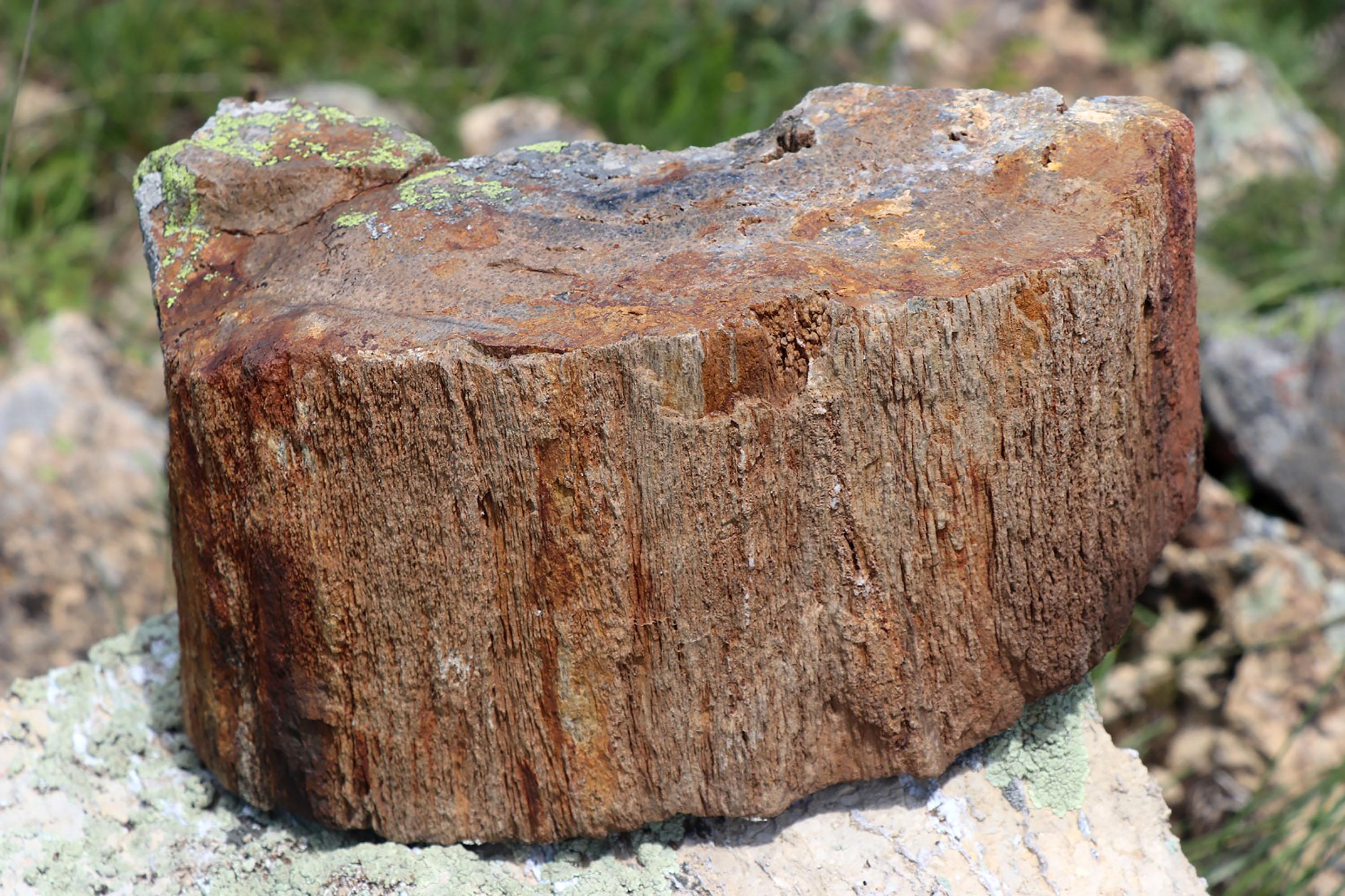 Yaylada heyecanlandıran keşif: 160 milyon yıllık fosil ağaç kalıntıları bulundu