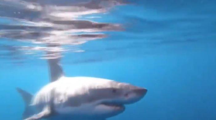 ABD’de dev köpekbalığı balık tutanlara böyle saldırdı