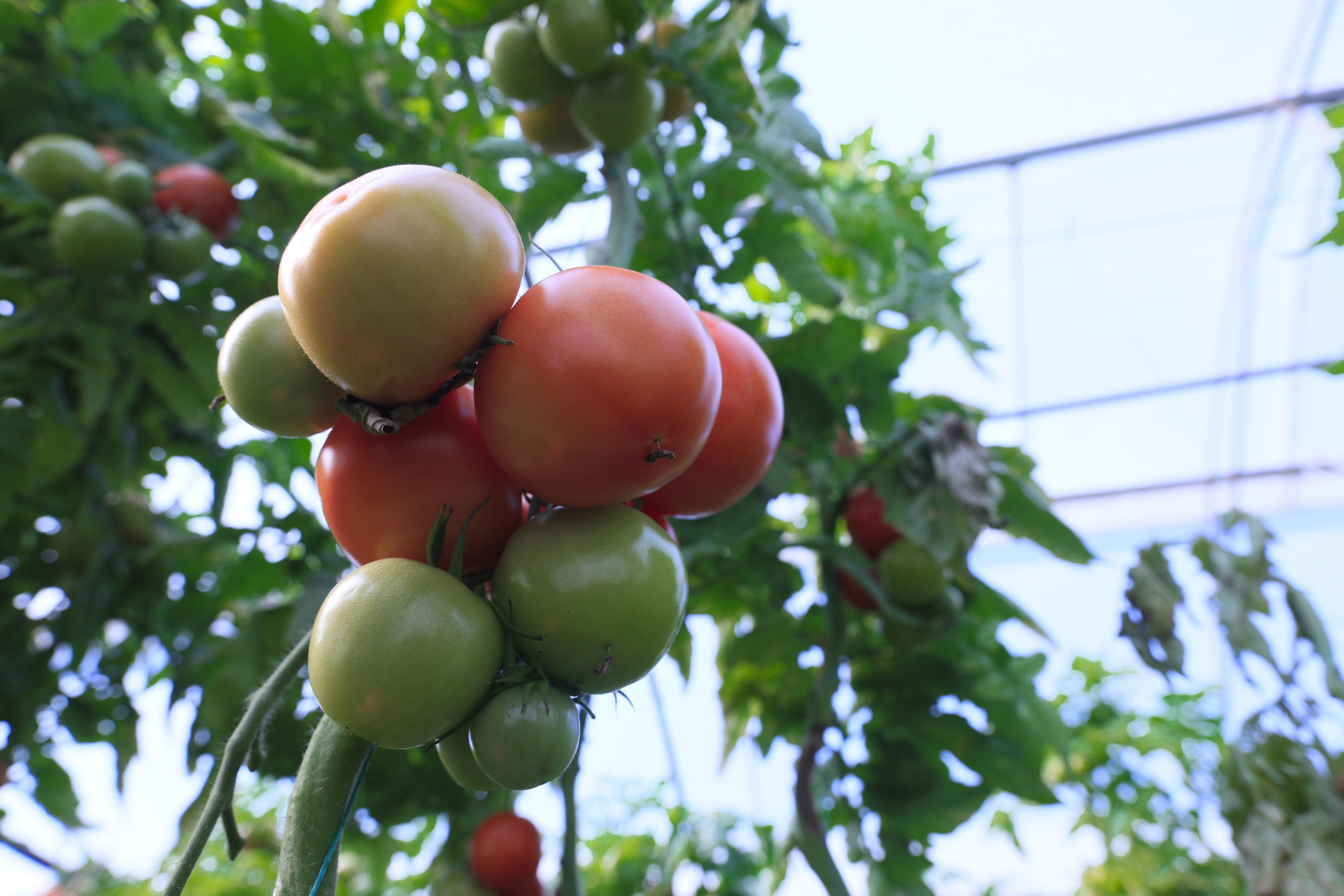 Domatesin fiyatı, 10 kilometrede 3 kat arttı