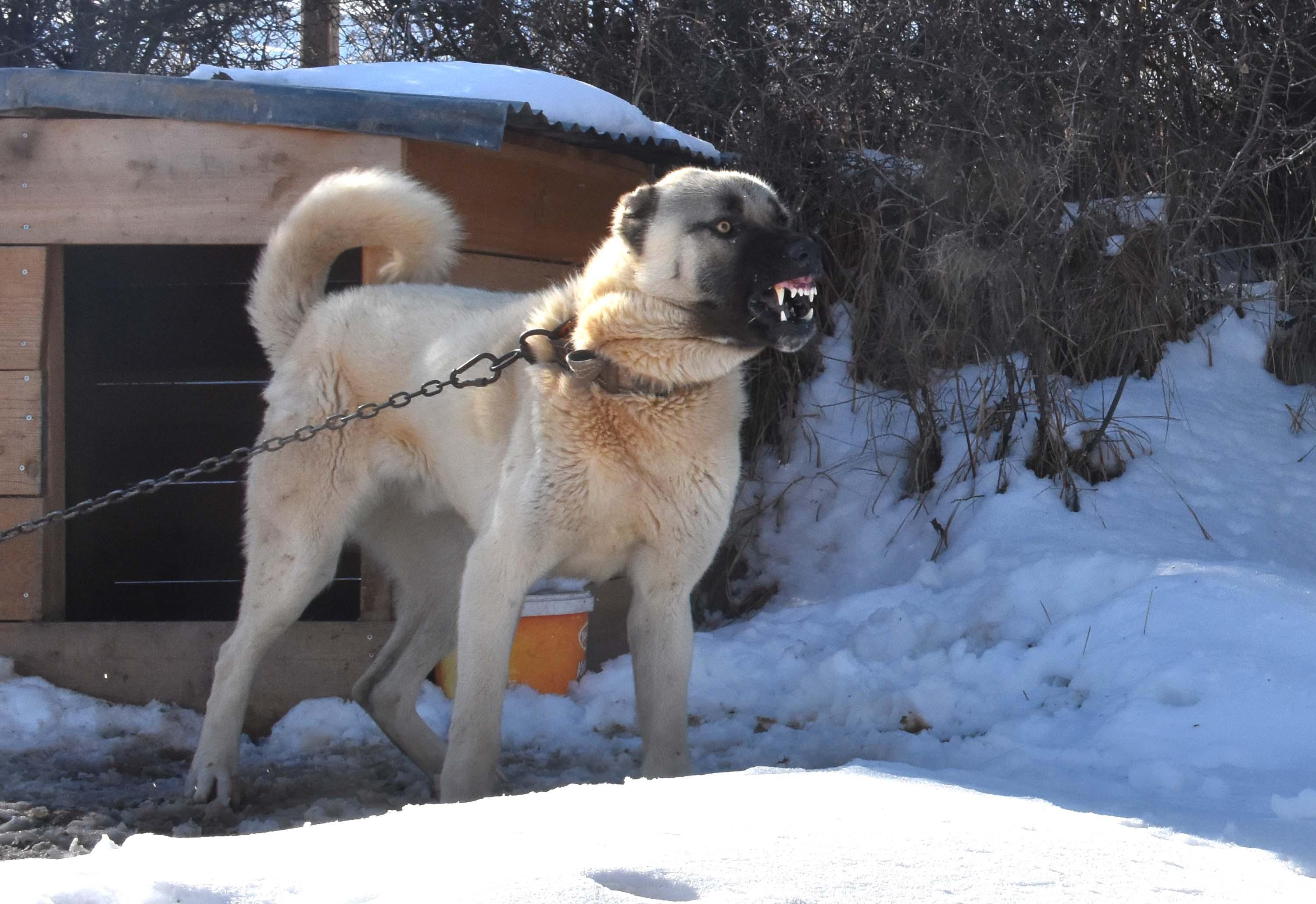 Sürü sahiplerine kurtlara karşı 3 Kangal köpeği önerisi