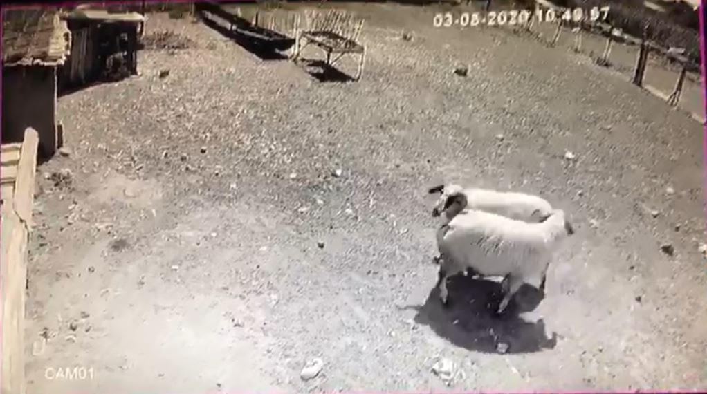 Kafa kafaya tokuşan iki koç öldü: O anlar kamerada