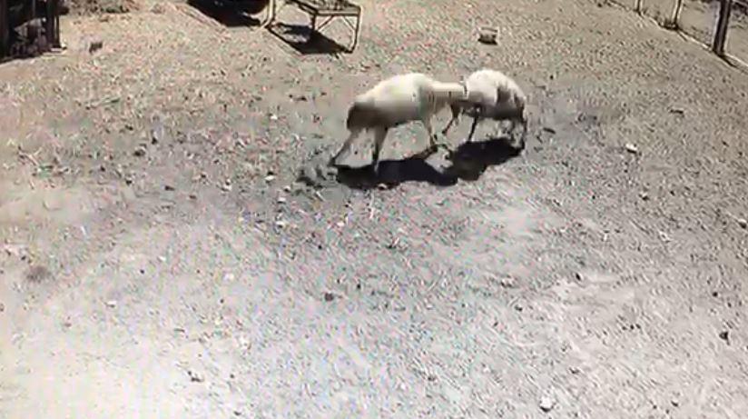 Kafa kafaya tokuşan iki koç öldü: O anlar kamerada