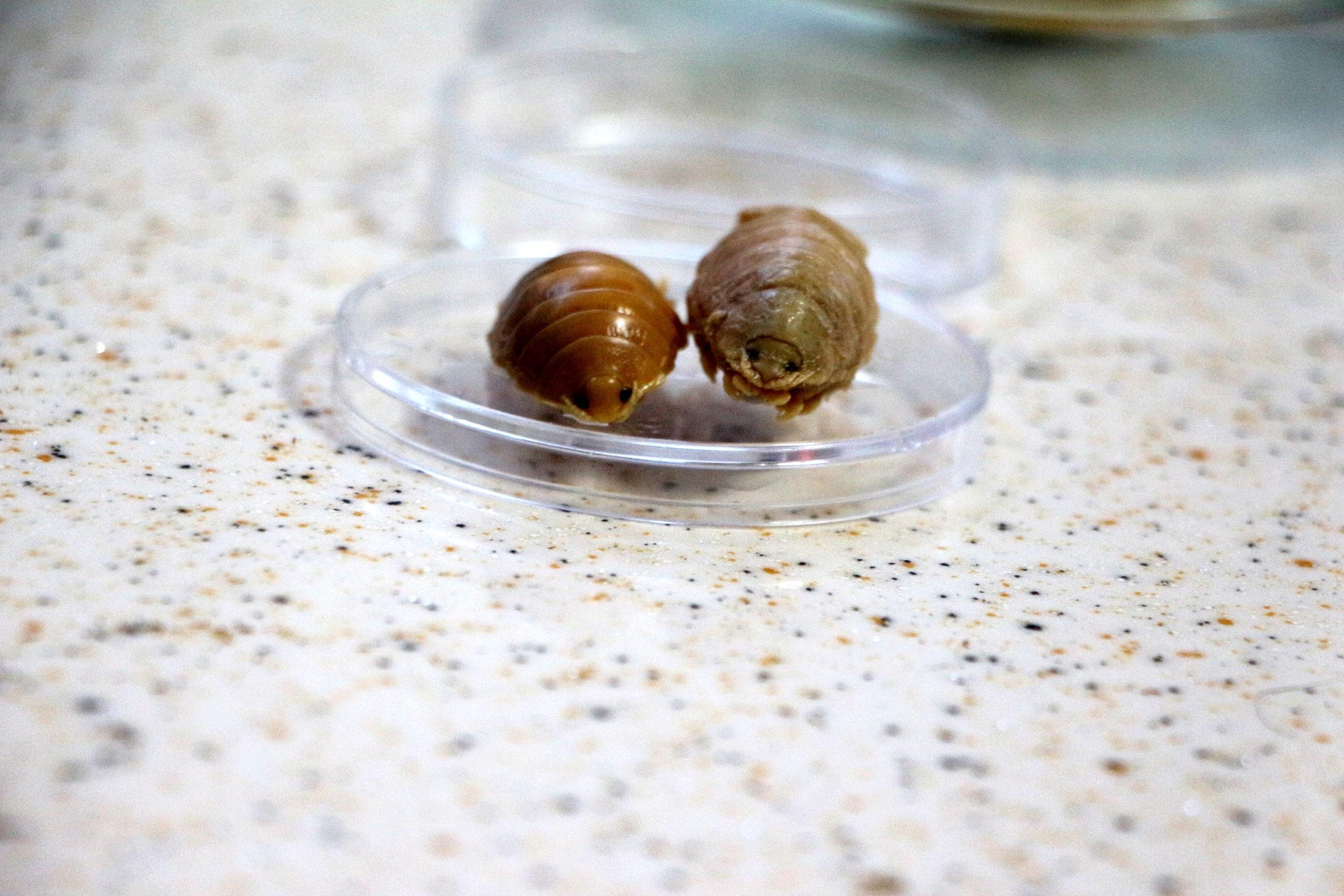 Türkiye sularında 24 çeşit balık paraziti tespit edildi; çiftlik balıklarını boğarak öldürüyorlar