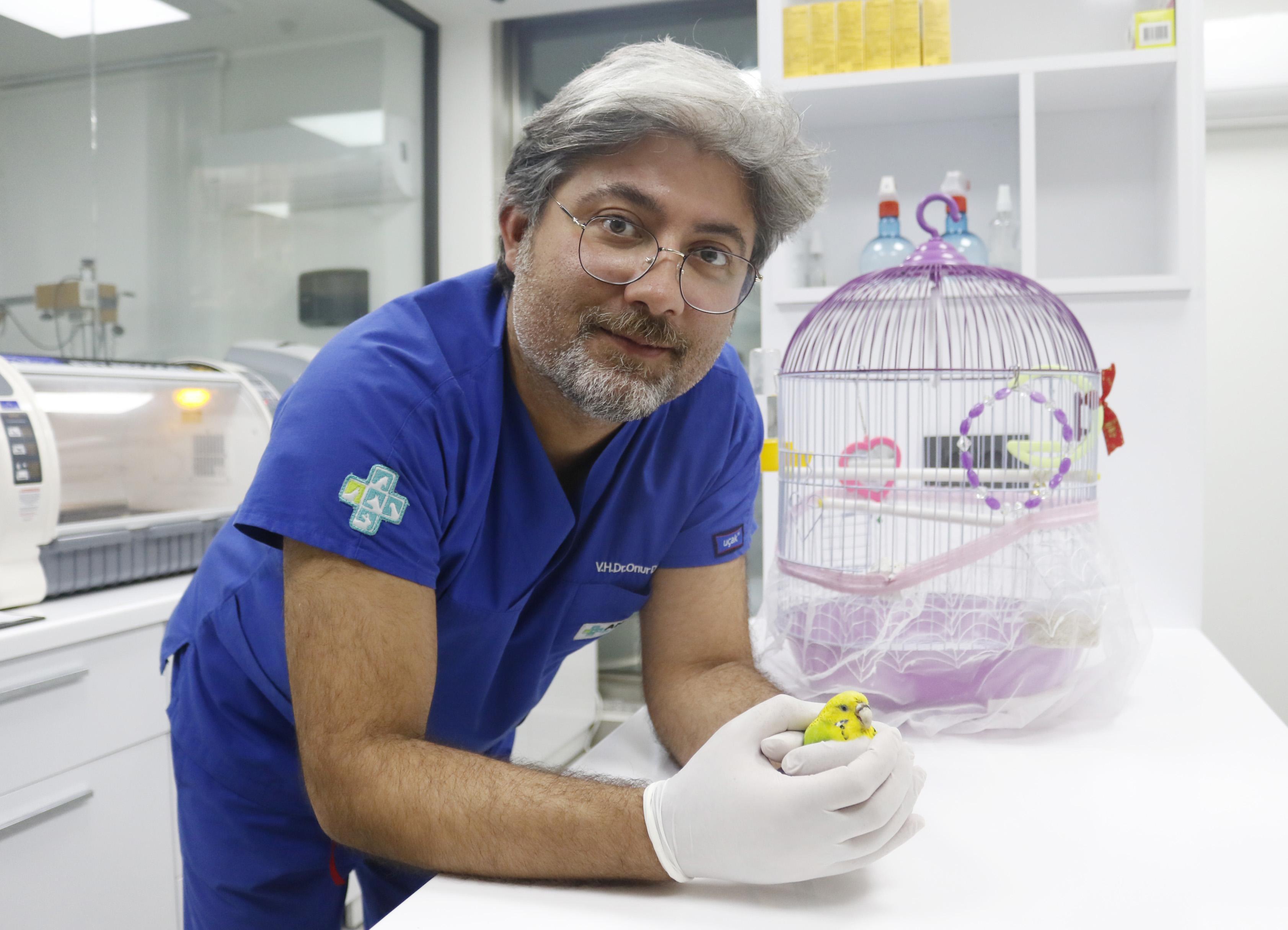 Muhabbet kuşu Cevriyeye, diş protezinden gaga