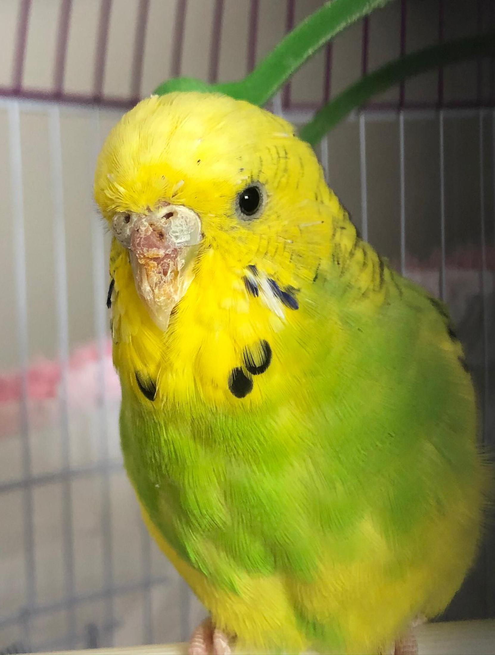 Muhabbet kuşu Cevriyeye, diş protezinden gaga