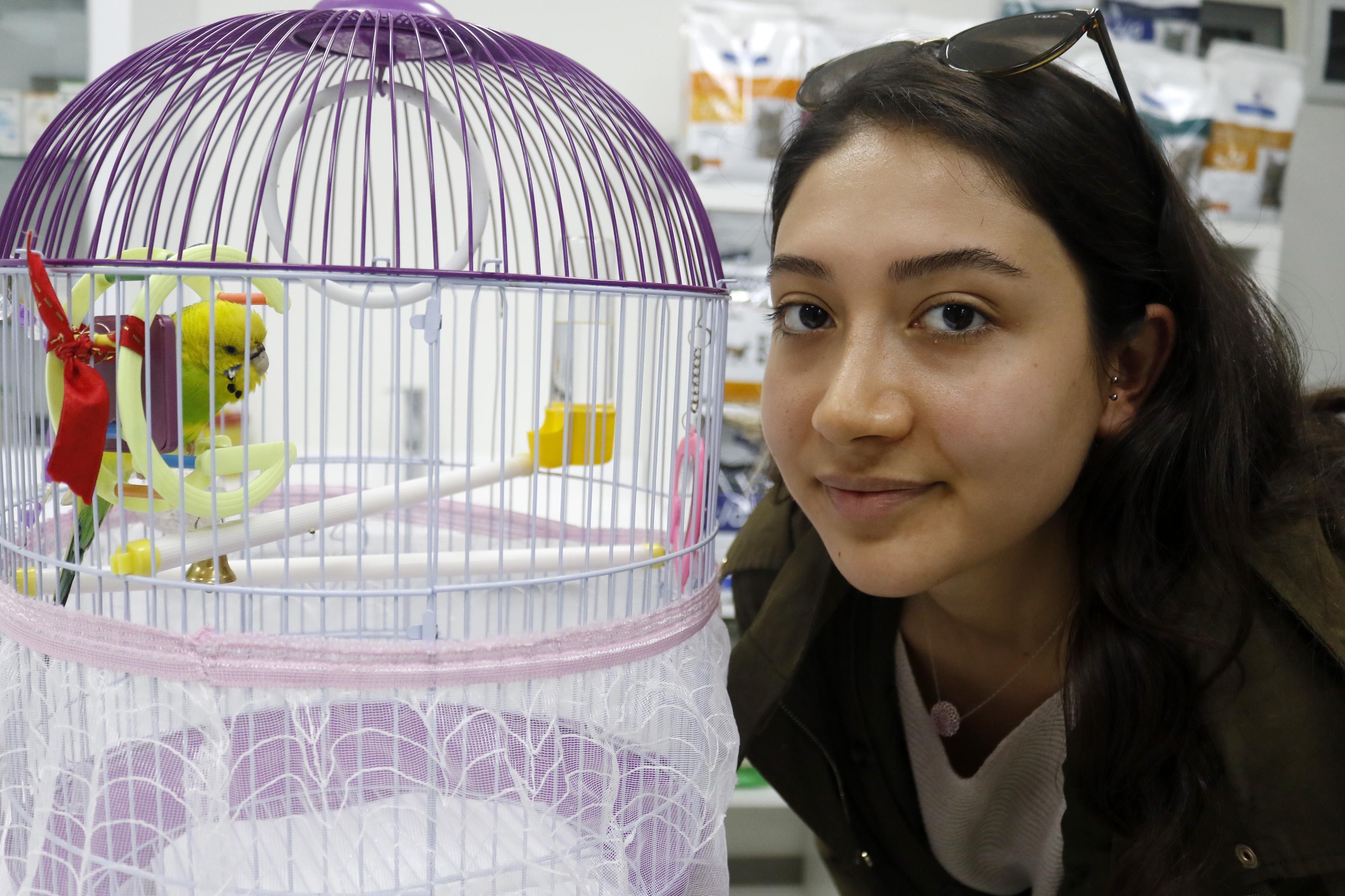 Muhabbet kuşu Cevriyeye, diş protezinden gaga