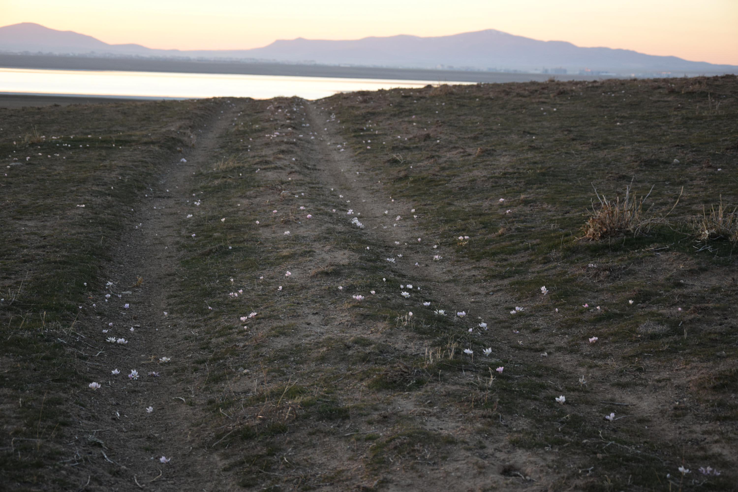 İbn-i Sinanın ilacının kaynağı, baharın müjdecisi acı çiğdem çiçeği erken açtı
