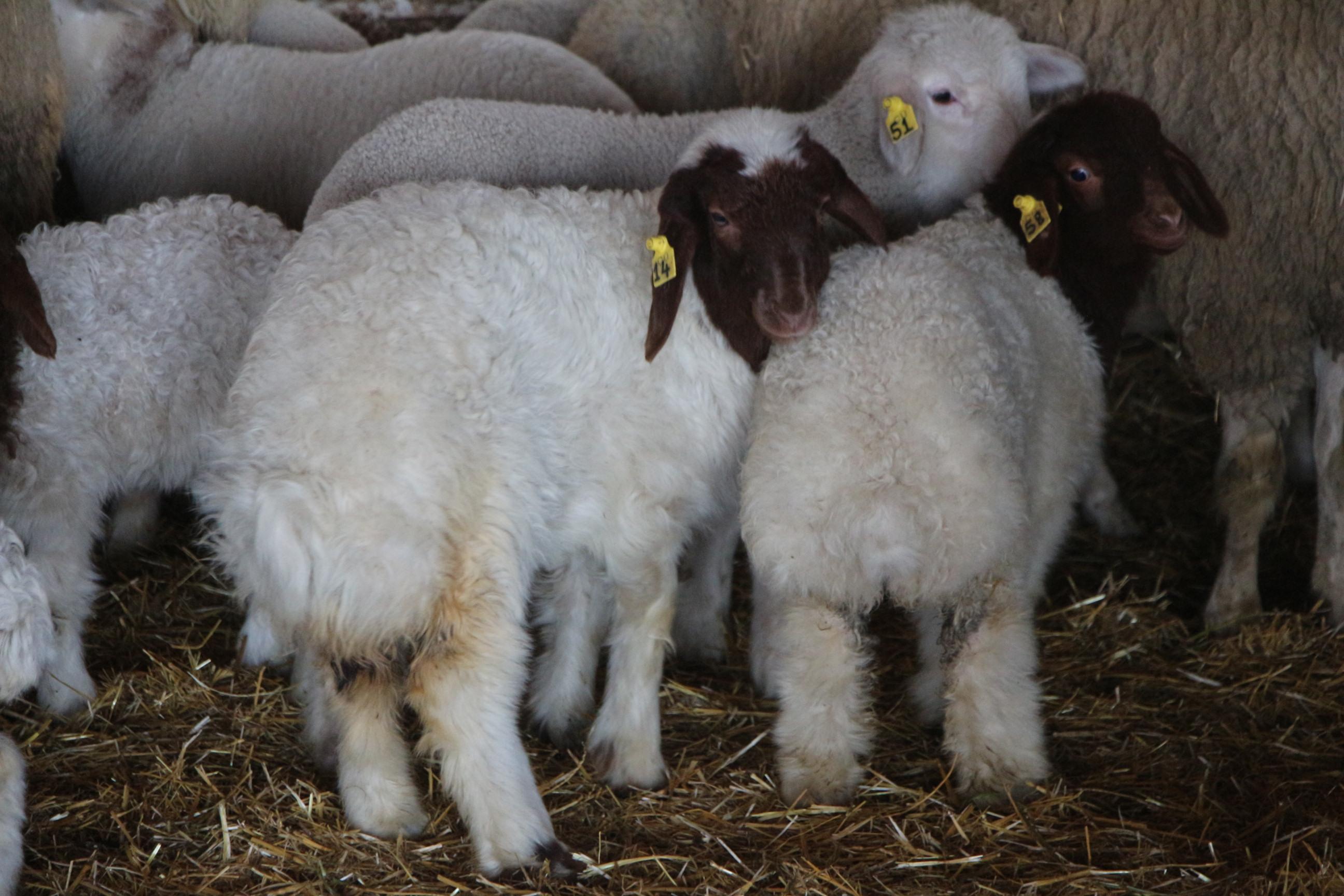 Prof. Dr. Koluman: Anadolu koyunları koronasavar