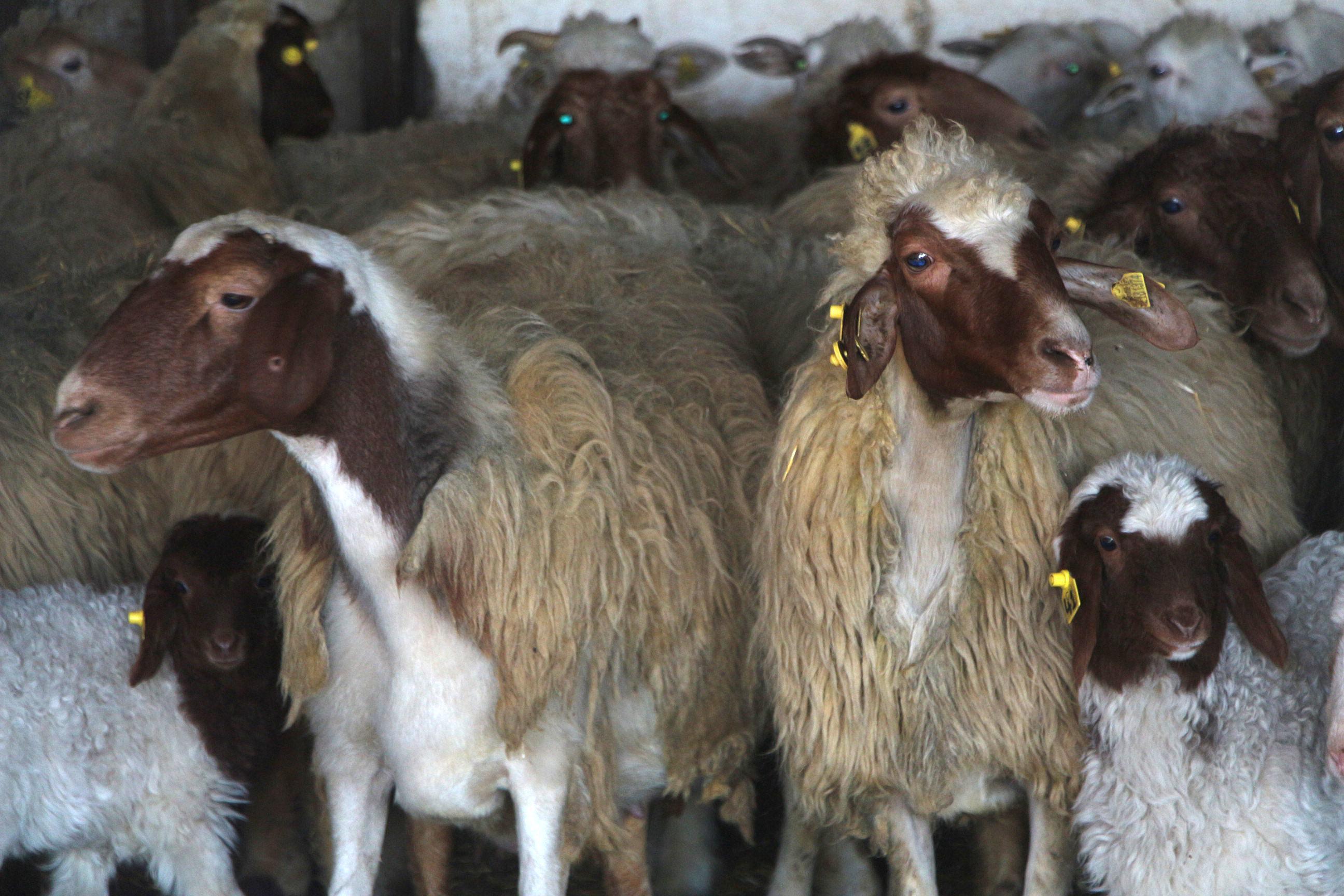 Prof. Dr. Koluman: Anadolu koyunları koronasavar