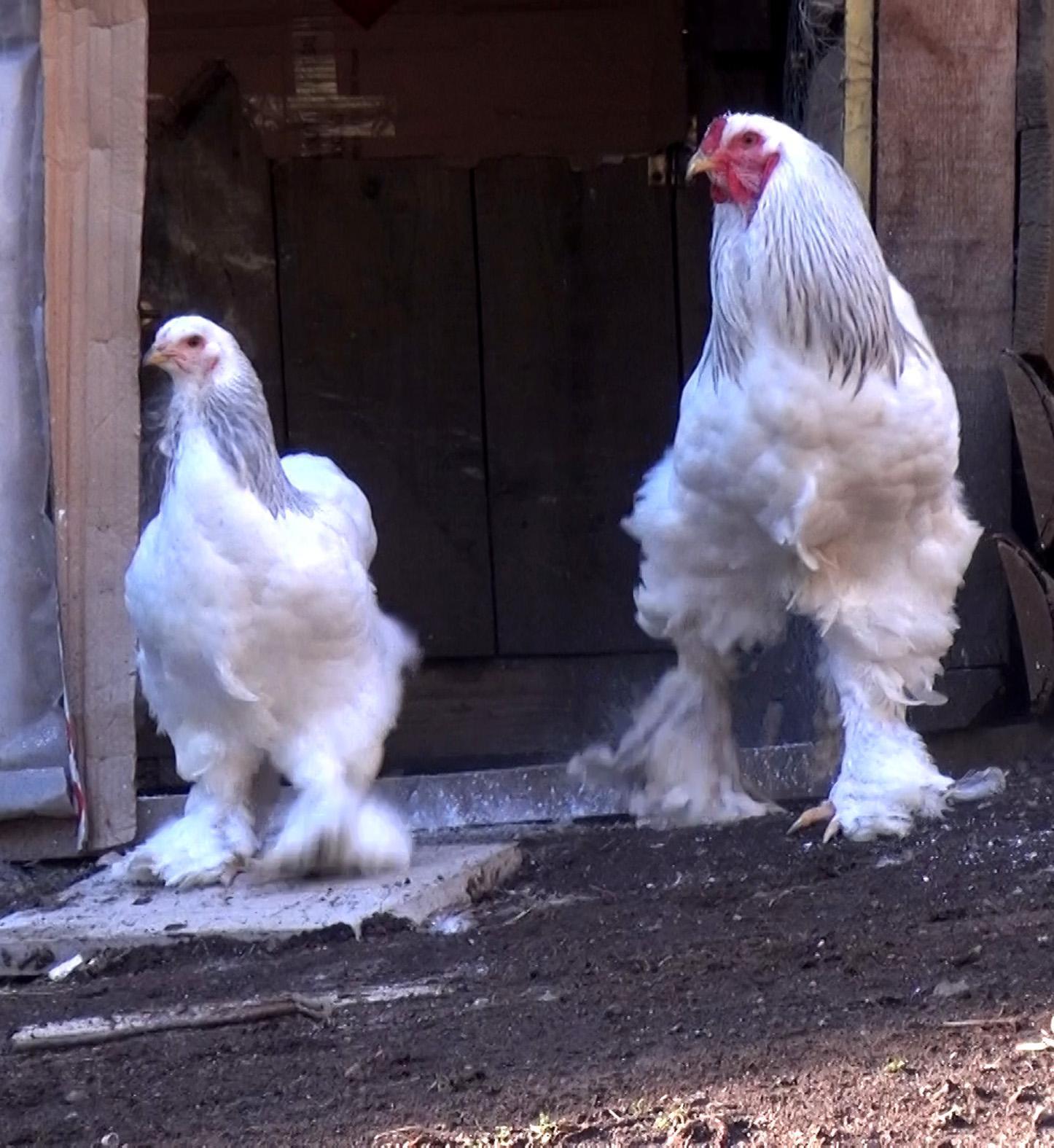Süs tavuğu hobisi kazanca dönüştü