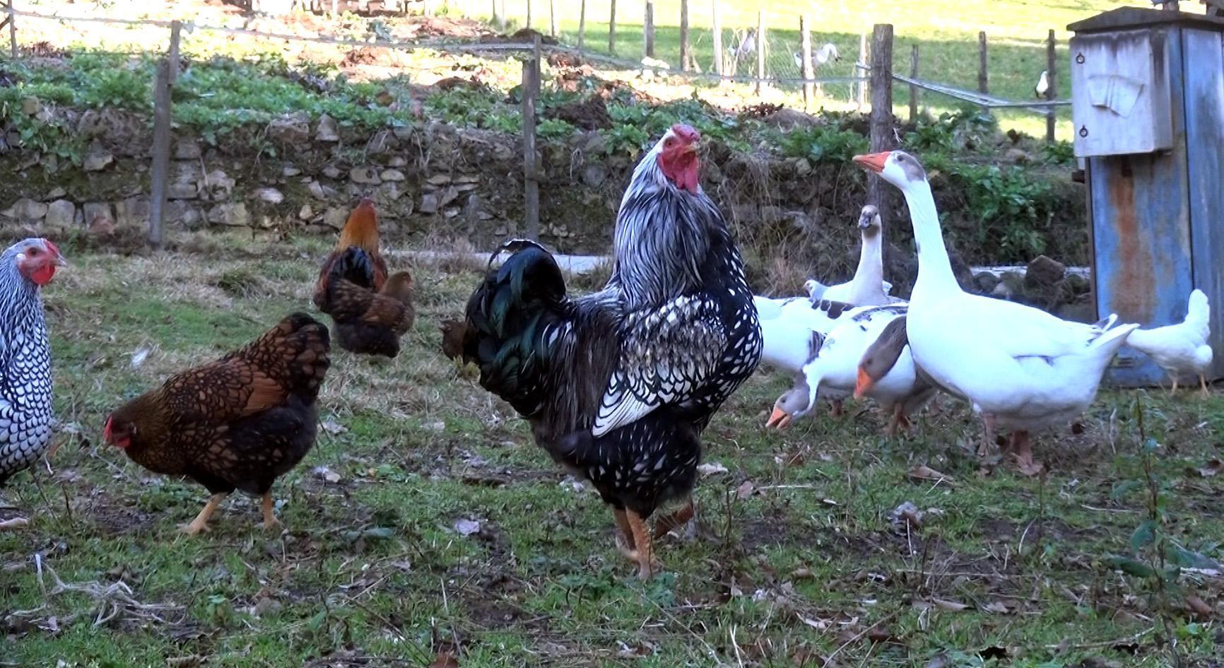 Süs tavuğu hobisi kazanca dönüştü