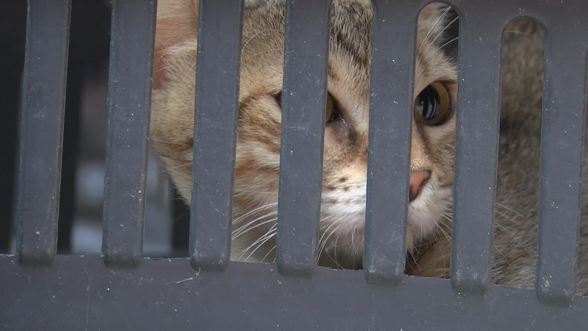 Bahçelievlerde 14 katlı binanın 6. katında patlama