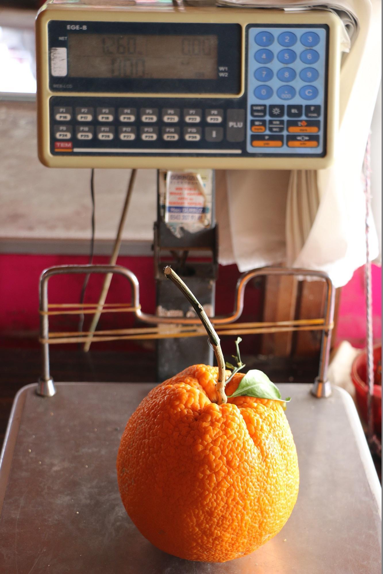 Adanada 1 kilo 260 gramlık dev portakal görenleri şaşırttı