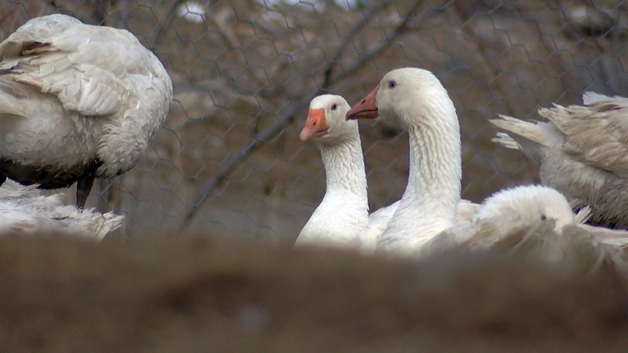 Yapamazsın dediler, kurduğu kaz çiftliğinde taleplere yetişemiyor