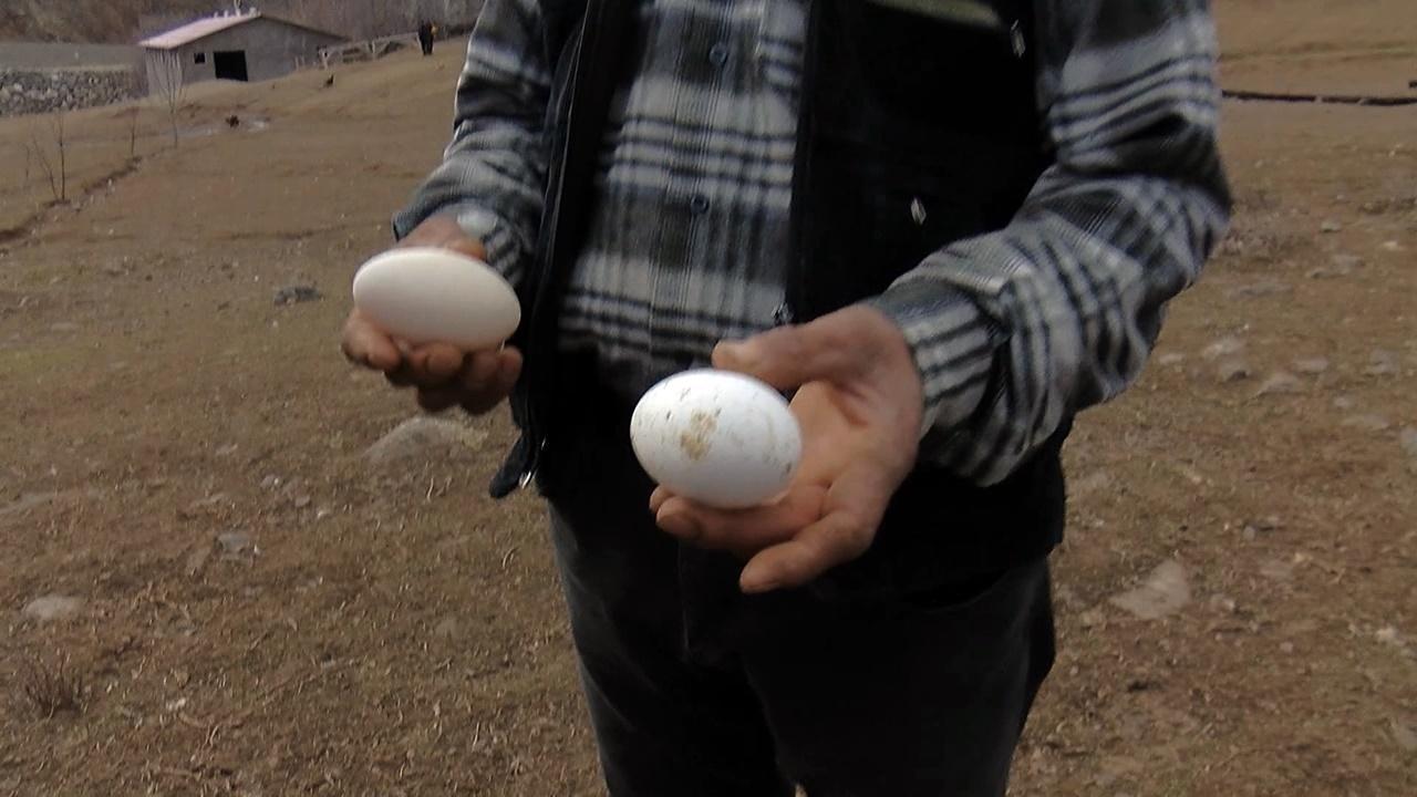 Yapamazsın dediler, kurduğu kaz çiftliğinde taleplere yetişemiyor