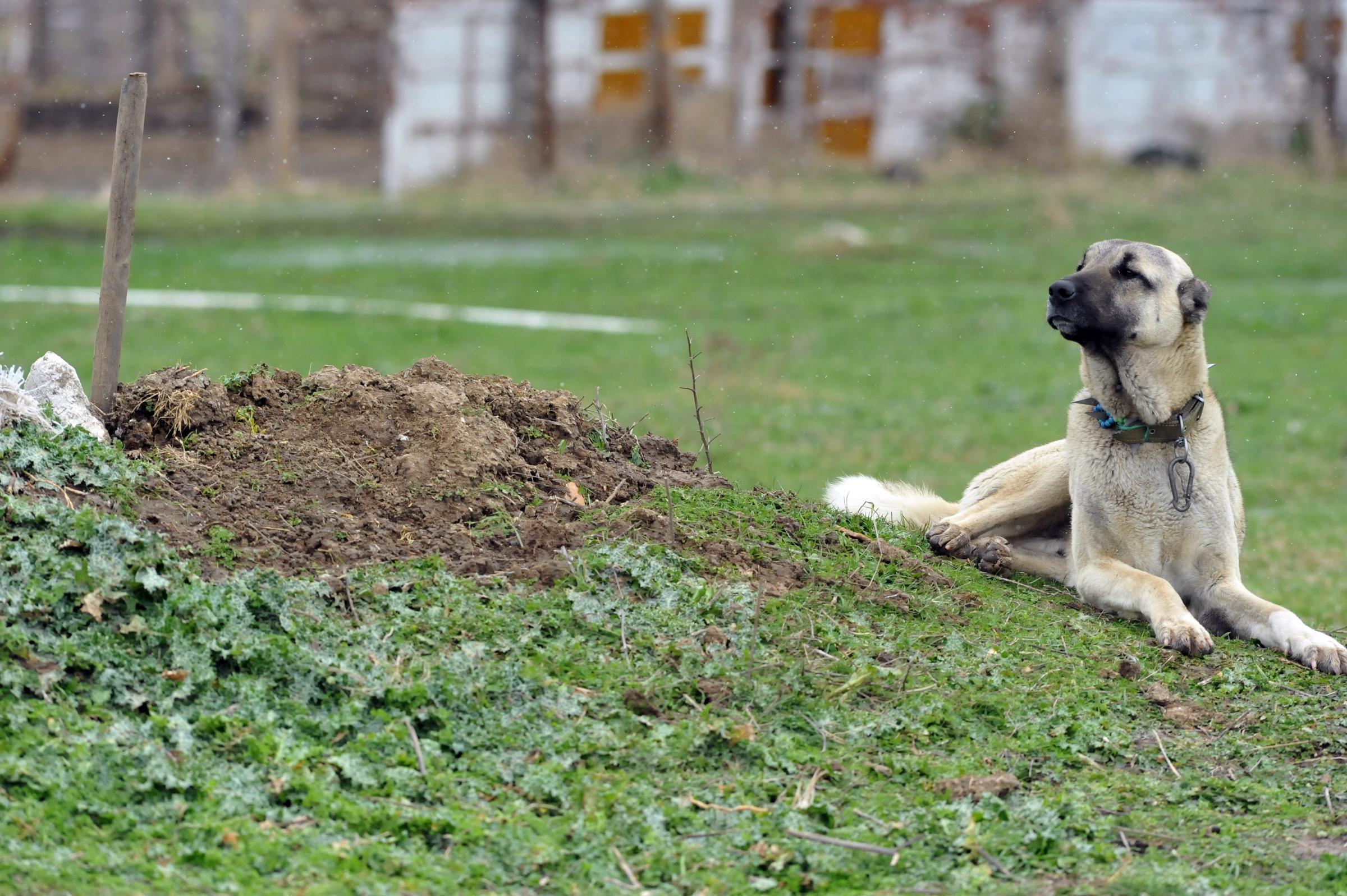 27 yıllık can yoldaşı Cınavırı mezarında da yalnız bırakmadı; Her gün mezarı başında gözyaşı döküyor