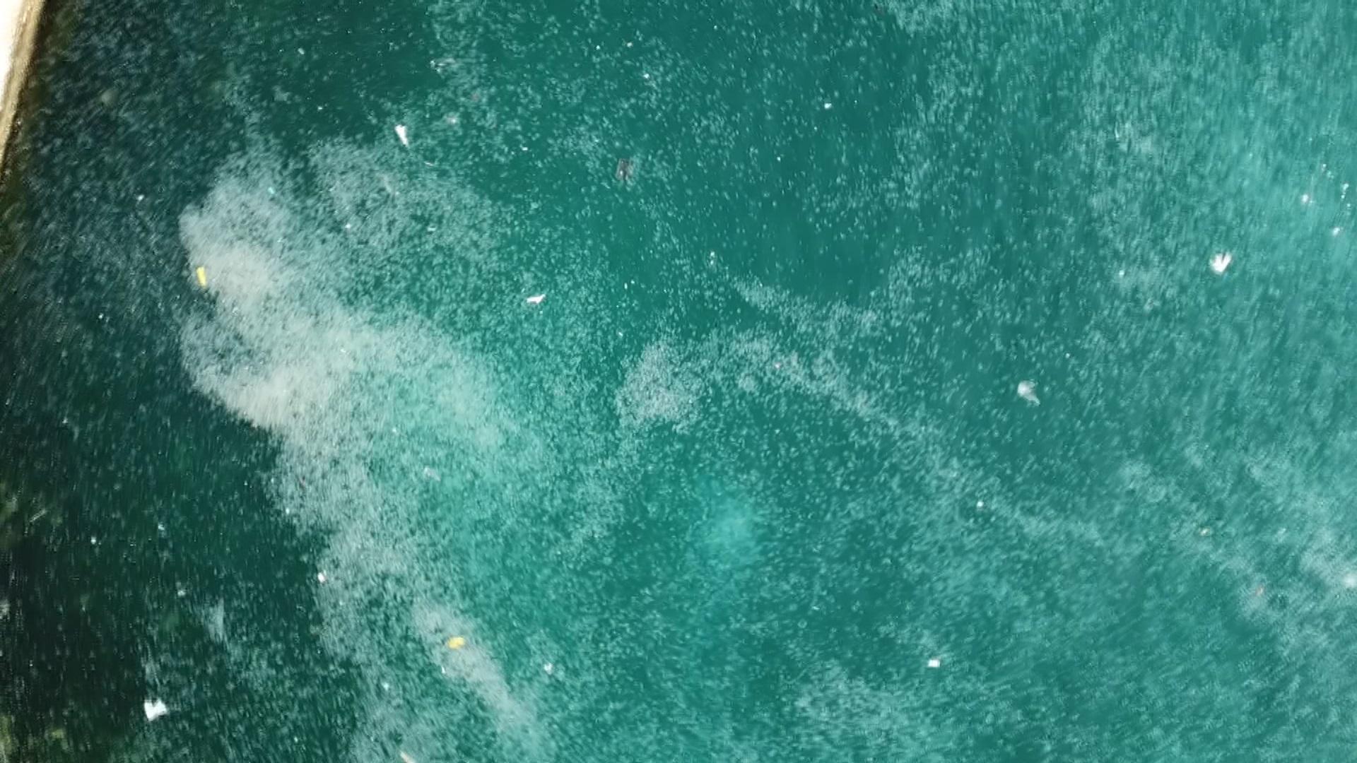 İstanbul Boğazında denizanası istilası