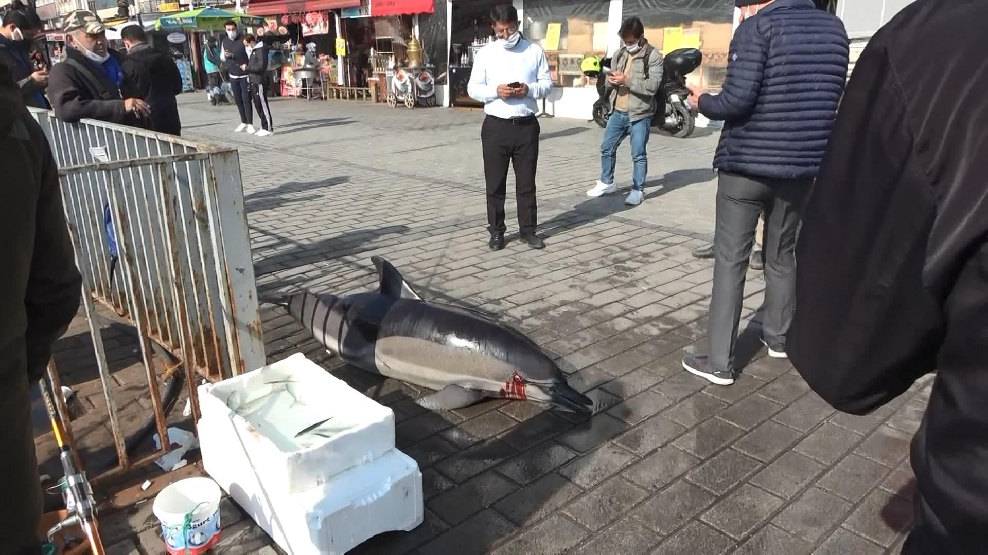 İstanbul Boğazı’nda 1 günde 3 ölü yunus sahile vurdu; TÜDAV Başkan Yardımcısı: Ölümlere neden olanlar bulunmalı