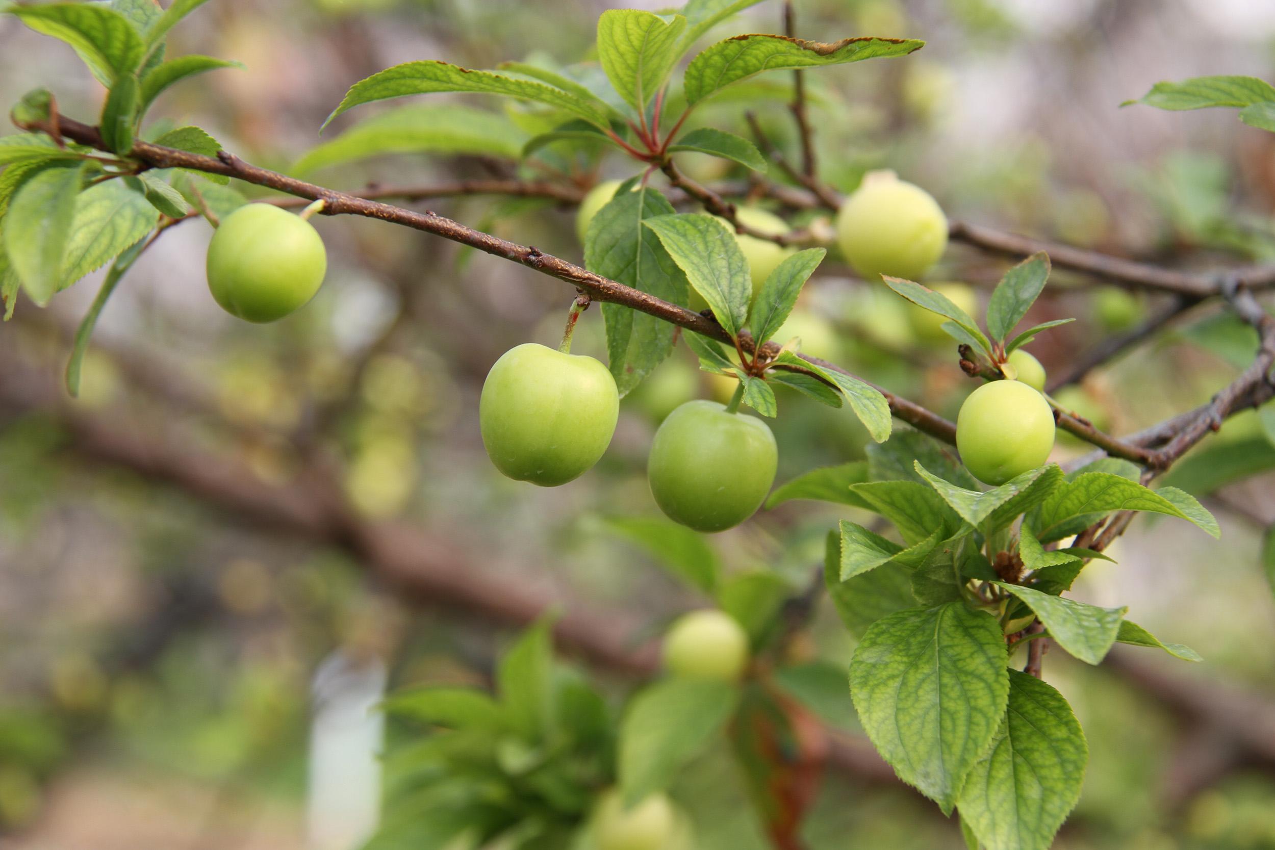 Sezonun ilk erik hasadı yapıldı; kilosu 500 TL’den satıldı