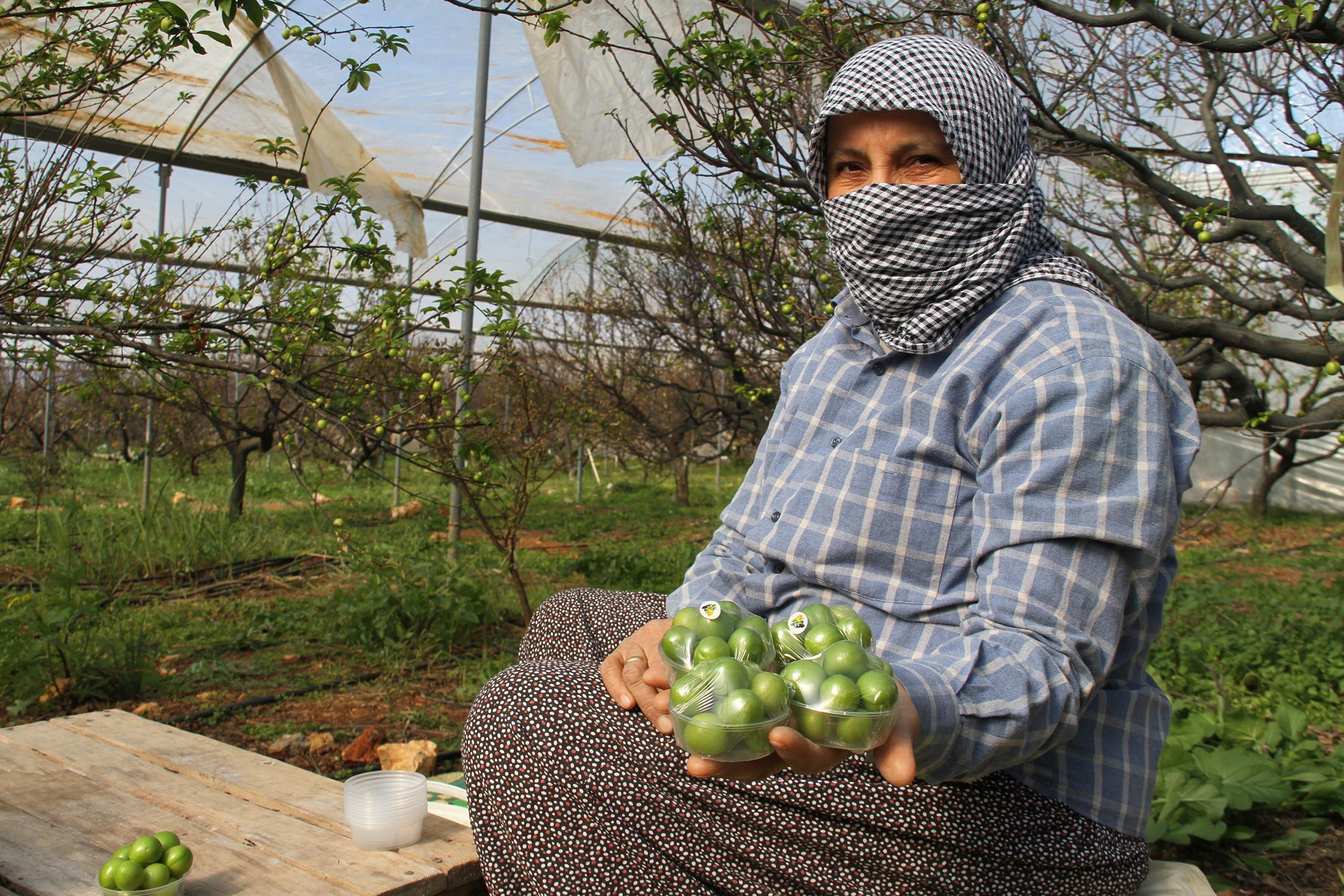 Sezonun ilk erik hasadı yapıldı; kilosu 500 TL’den satıldı