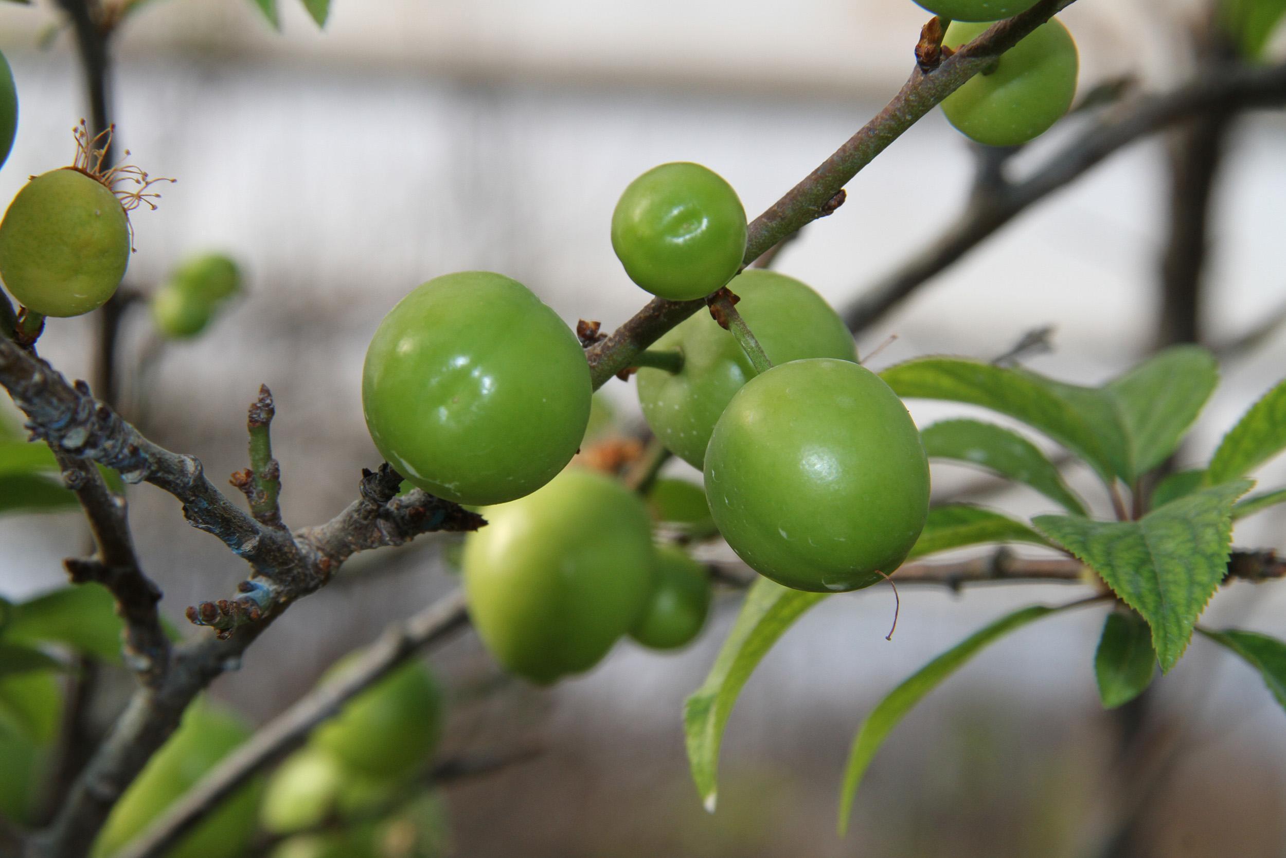 Sezonun ilk erik hasadı yapıldı; kilosu 500 TL’den satıldı