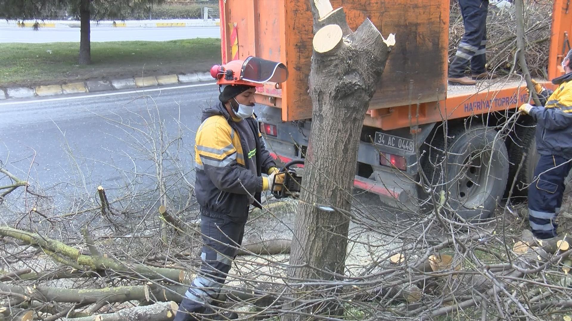 İstanbulun ağaçlarında teke böceği tehlikesi... 2 ayda 180 ağaç kesildi
