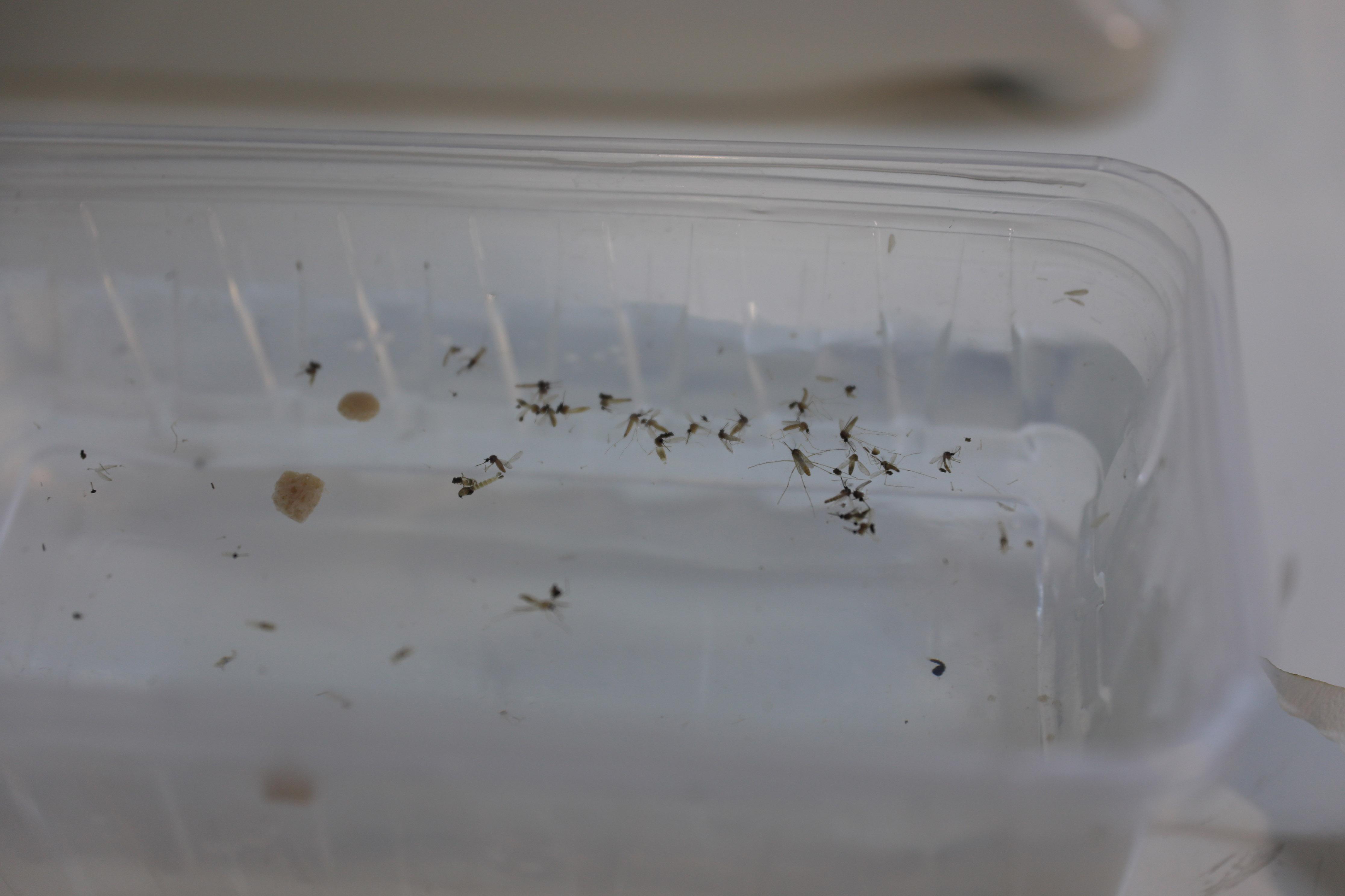 Kuraklık, sivrisinek popülasyonunu artırdı