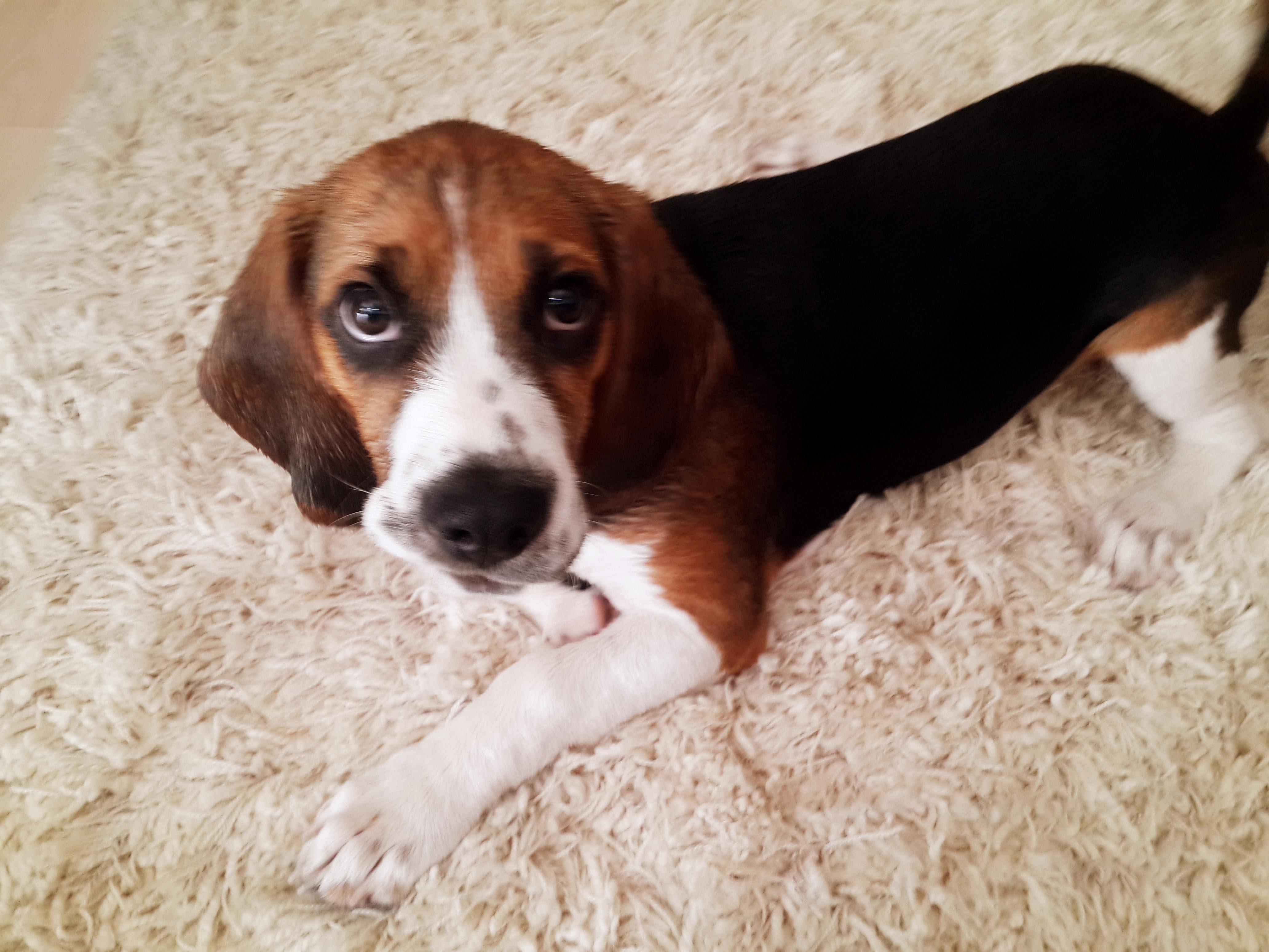 Murphy i otomobiliyle çarparak, öldüren doktor tazminat ödeyecek