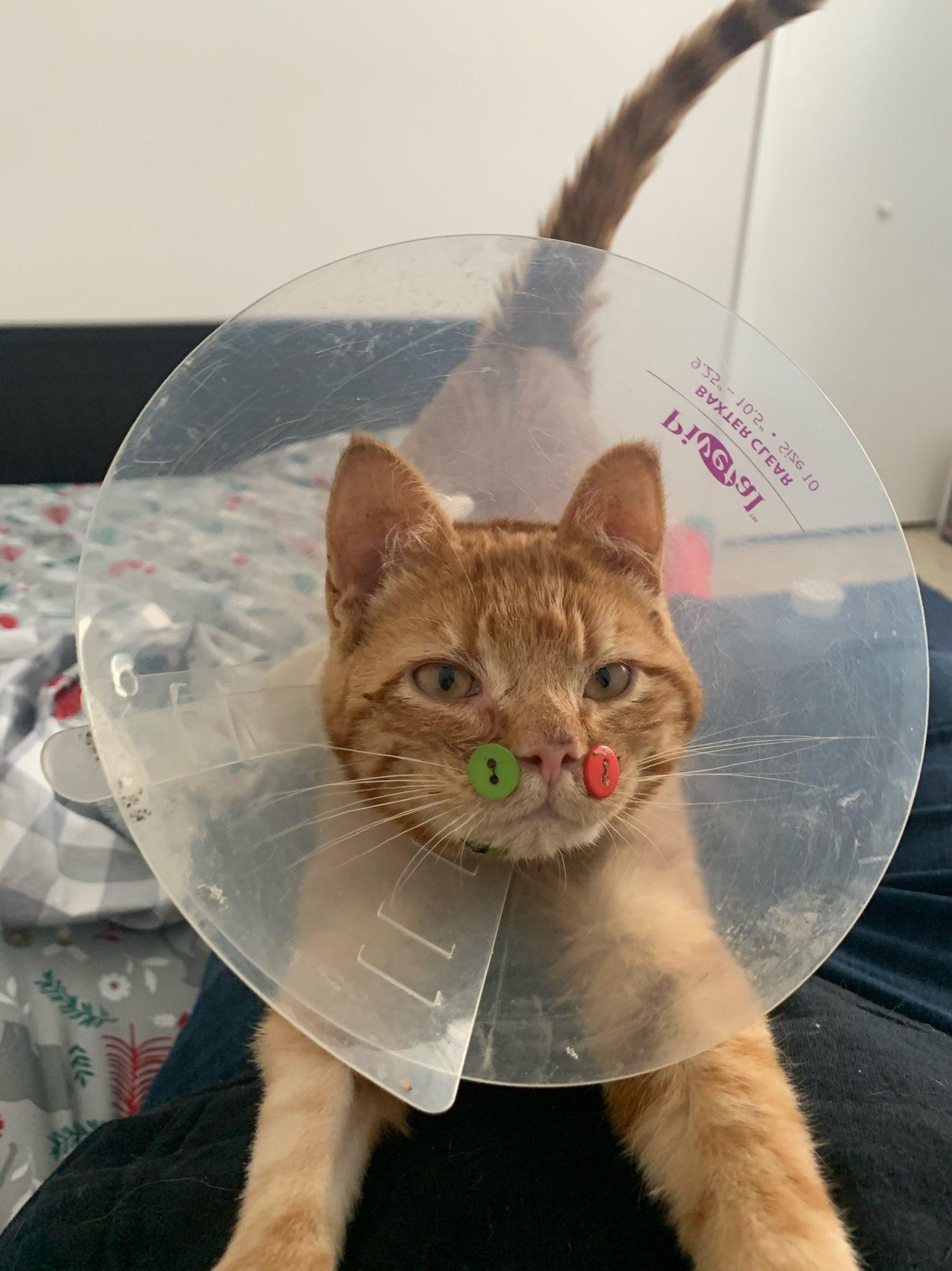 ABDde yüzü parçalanmış kedi düğmelerle tedavi edildi