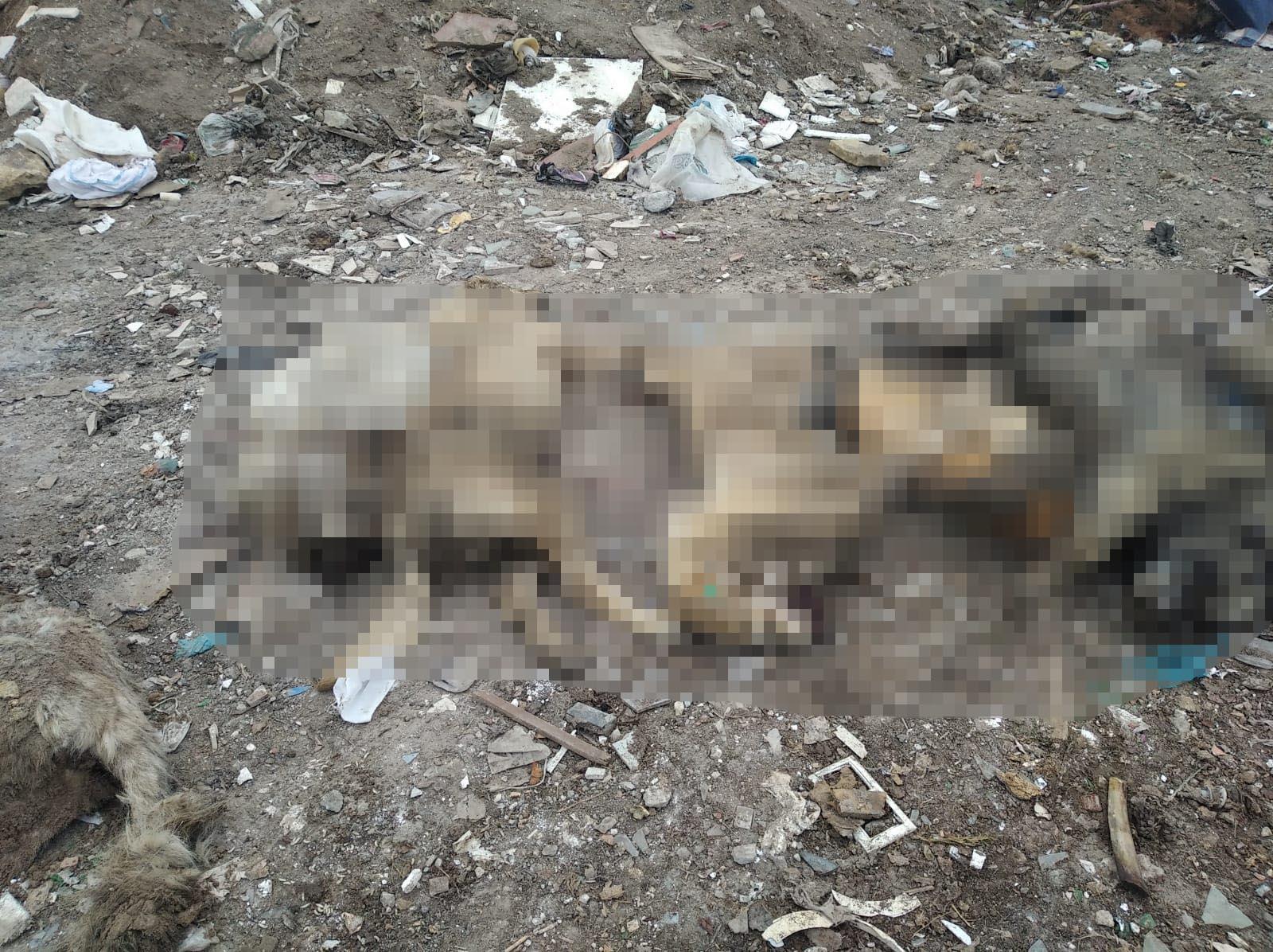Ankarada molozların arasında 20 ölü köpek bulundu