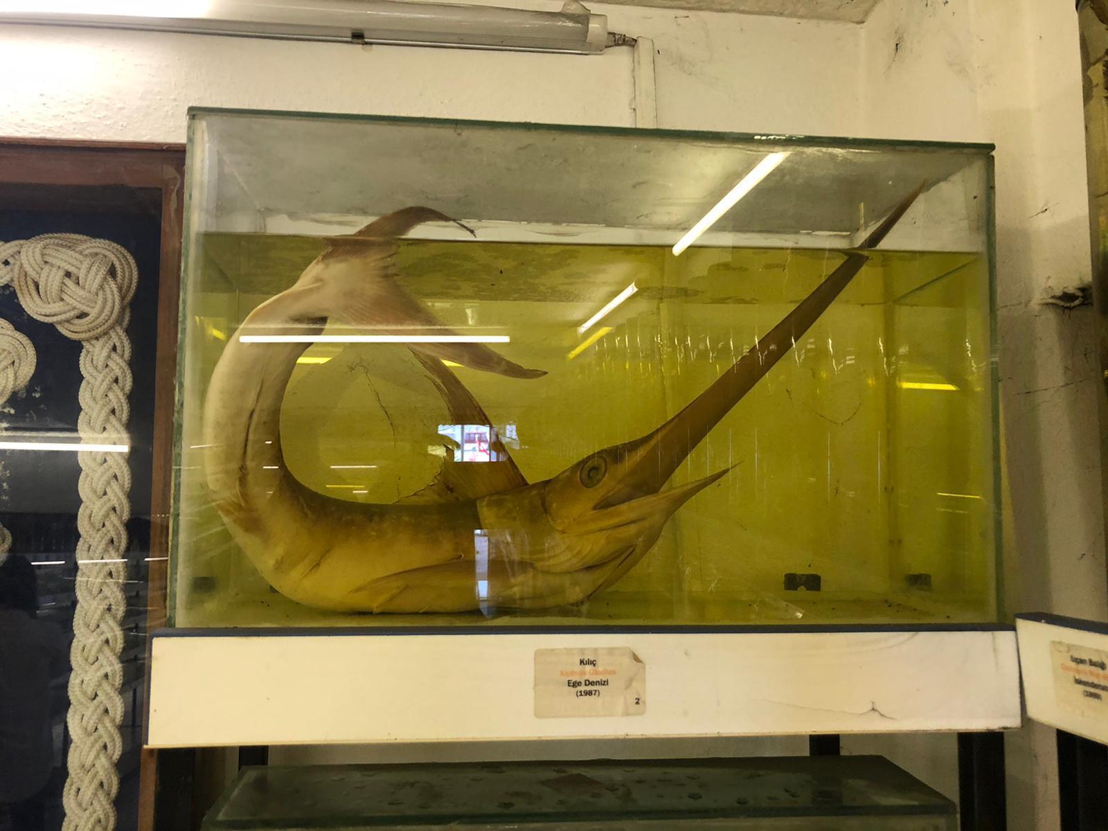 İstanbulun gizli kalmış balık müzesi... 52 yıl önce tutulmuş balık bile yer alıyor