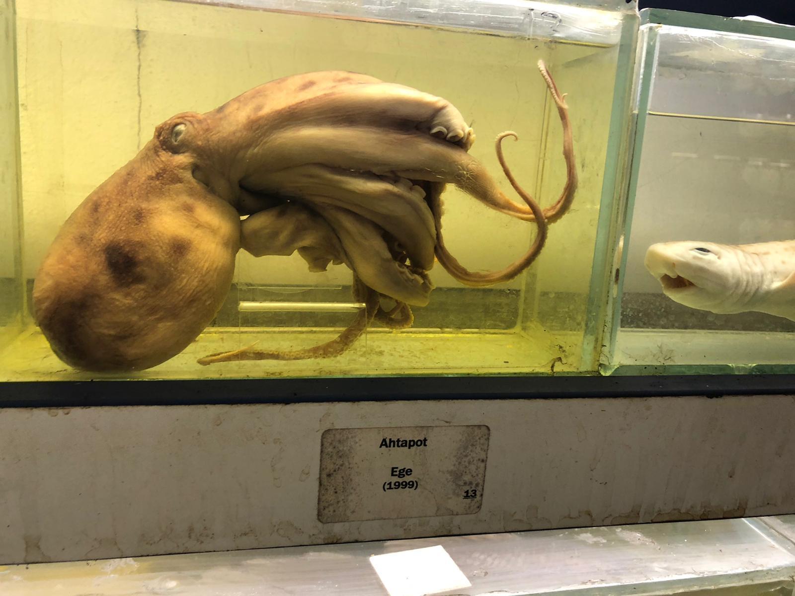 İstanbulun gizli kalmış balık müzesi... 52 yıl önce tutulmuş balık bile yer alıyor