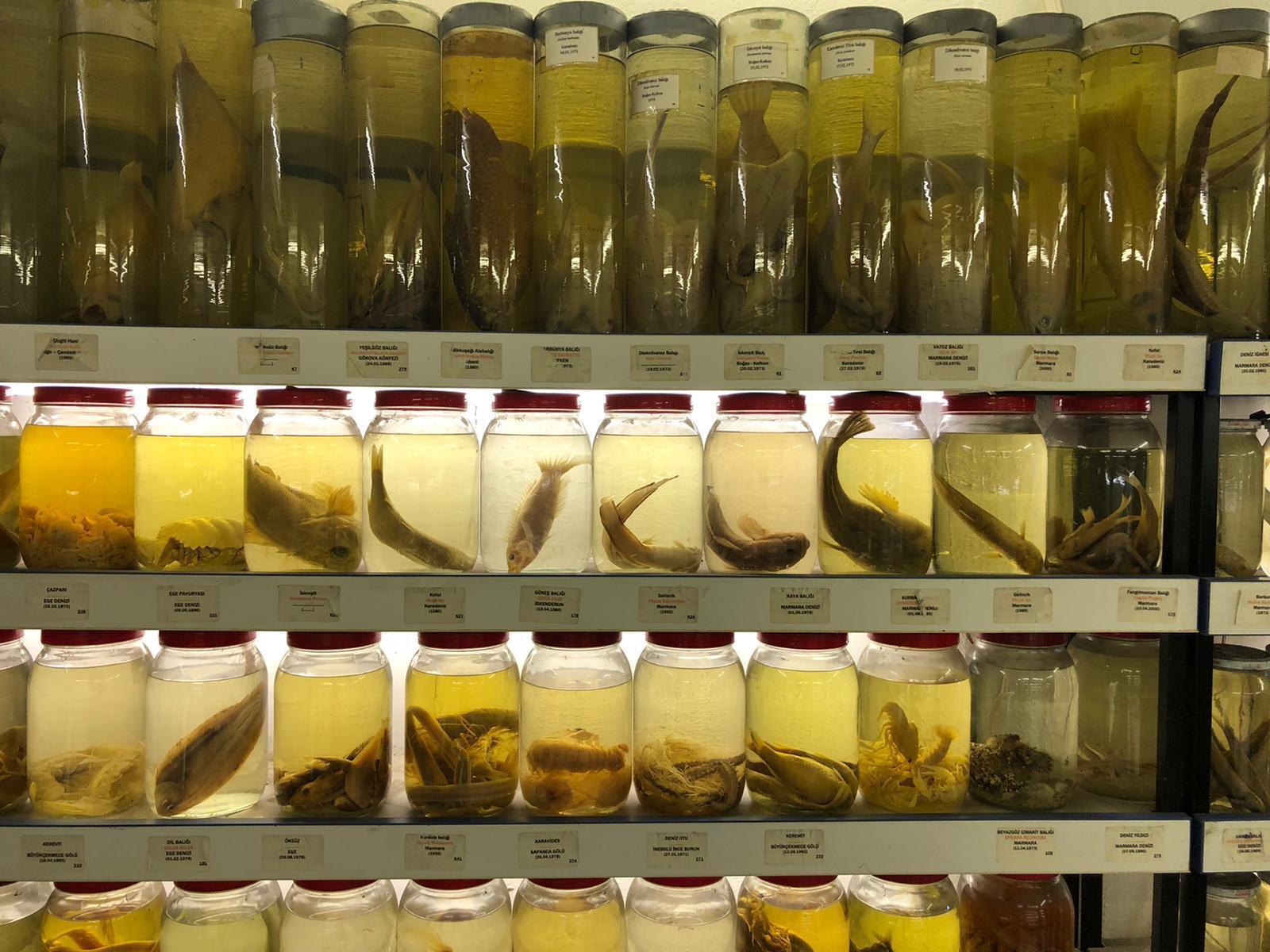 İstanbulun gizli kalmış balık müzesi... 52 yıl önce tutulmuş balık bile yer alıyor