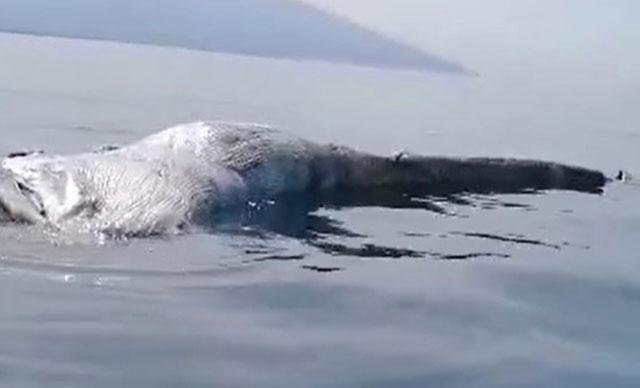 İskenderun Körfezindeki ölü balina yavrusu kıyıya vurdu